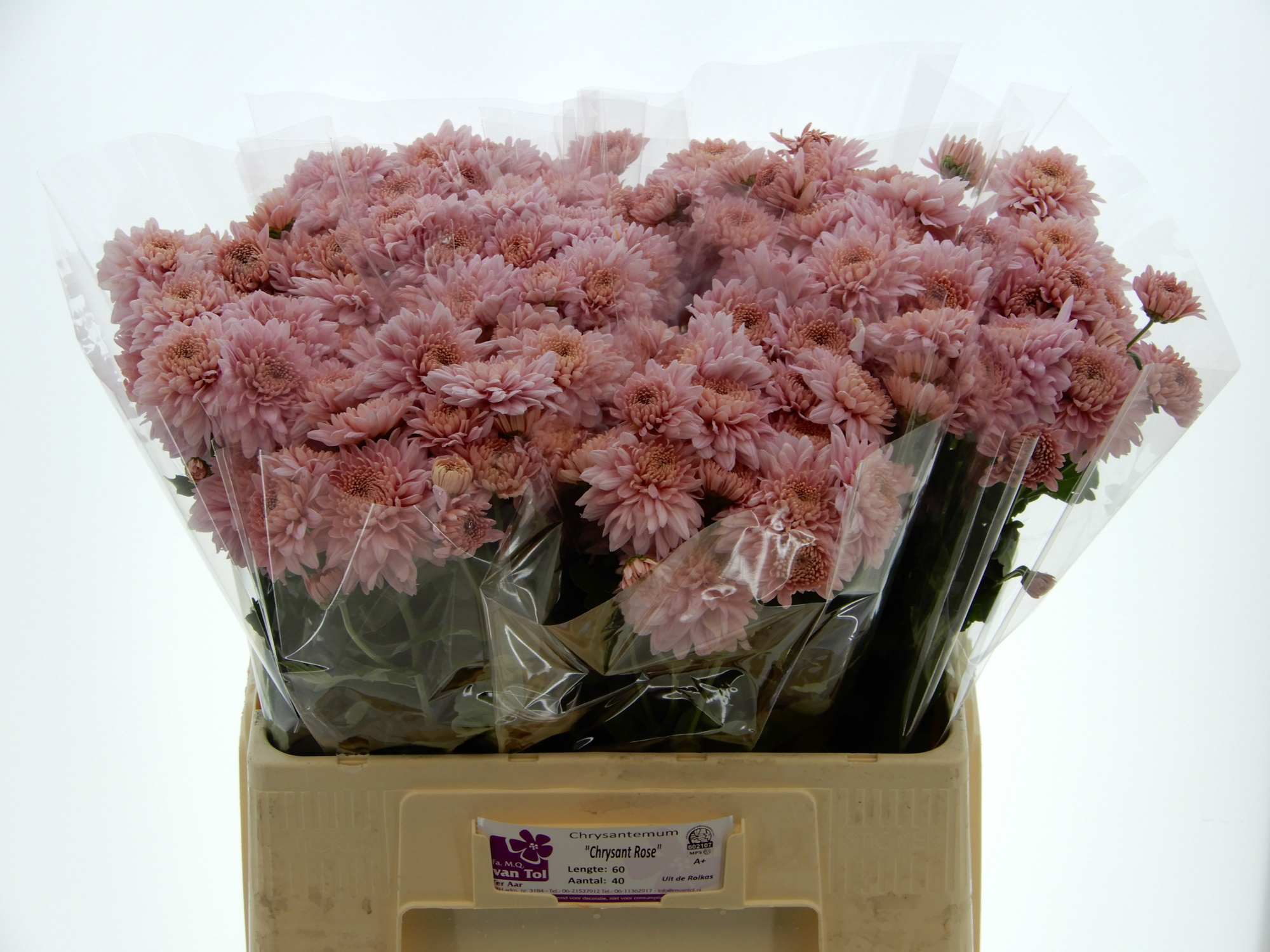 Хризантема куст. Гомпи Роуз 60, шт.