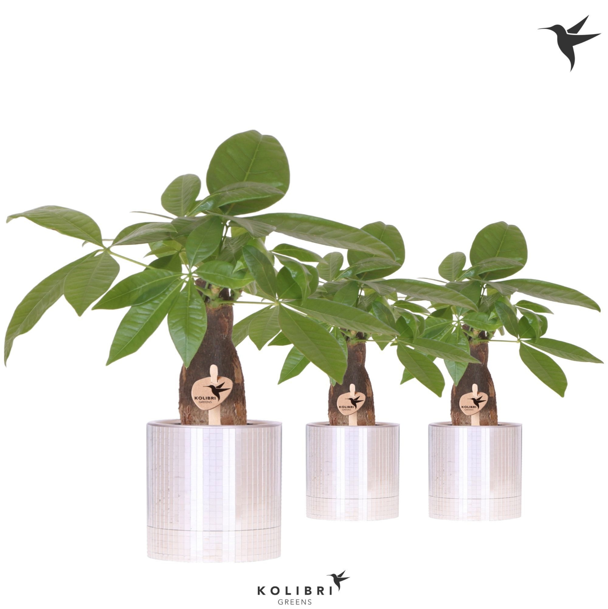 Kolibri Greens Pachira in Disco pot, D 9 cm