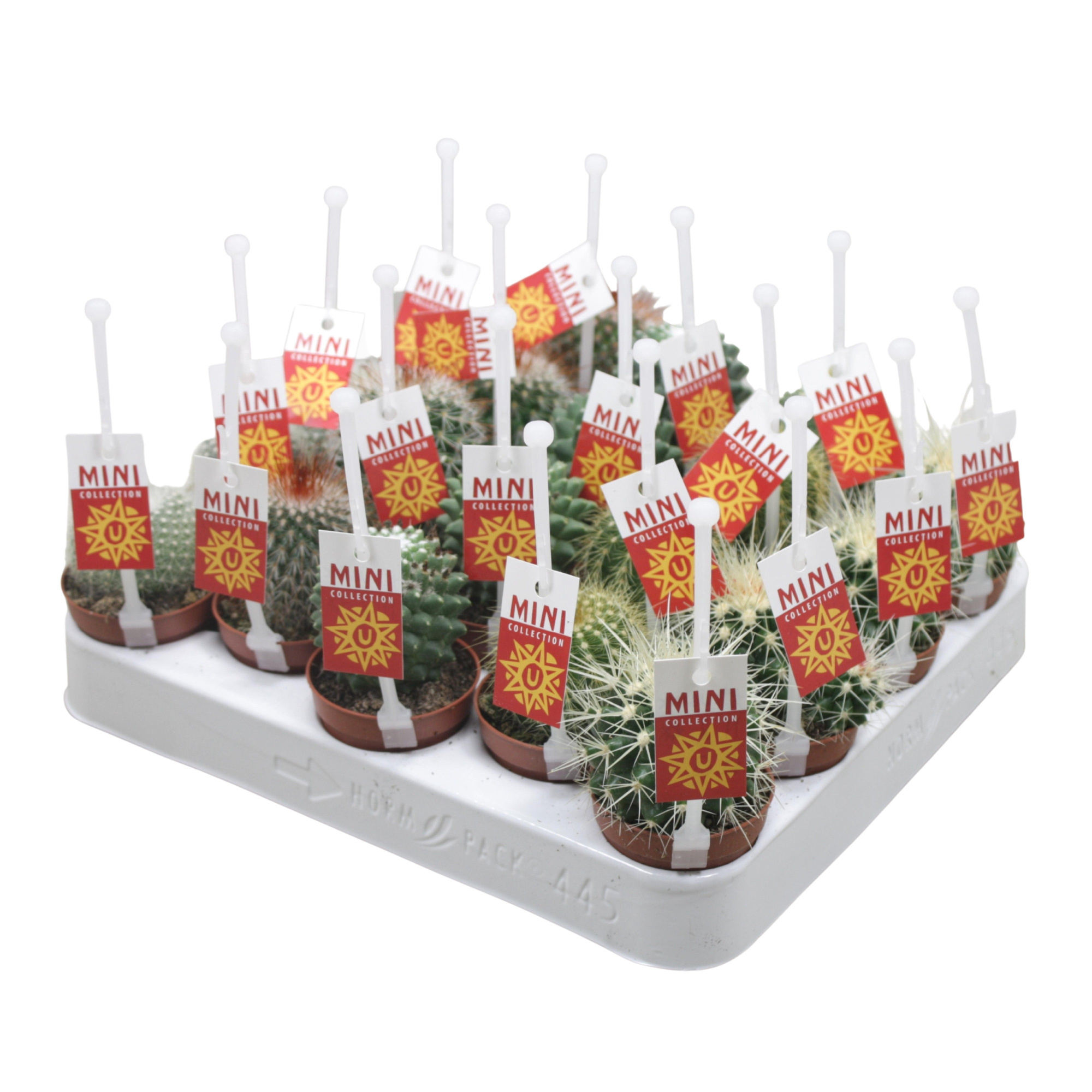 Bolcactus mix 5,5 cm met picker+etiket, D 5,5 cm