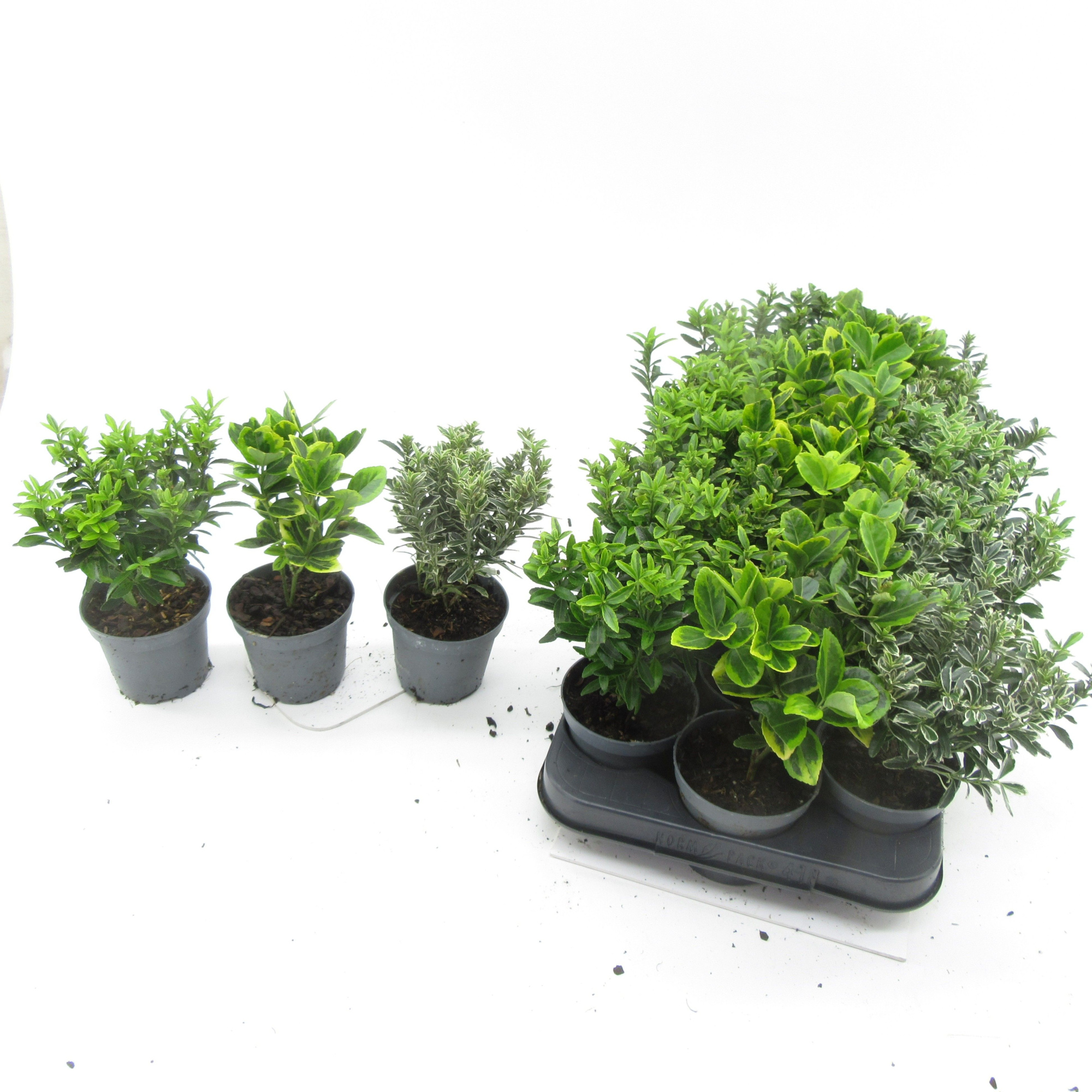 Euonymus mix, D 9 cm