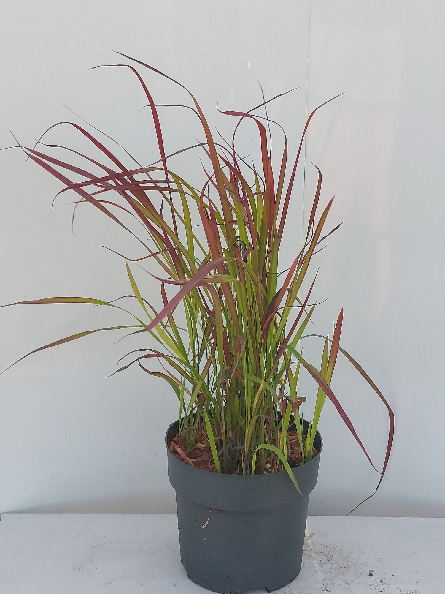 Imperata cylindrica Red Baron, D 17