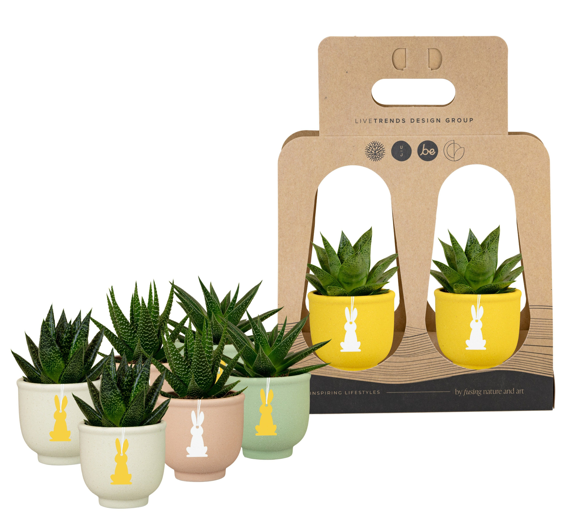 Hopper in Recycle Giftbox with Succulent, D 6