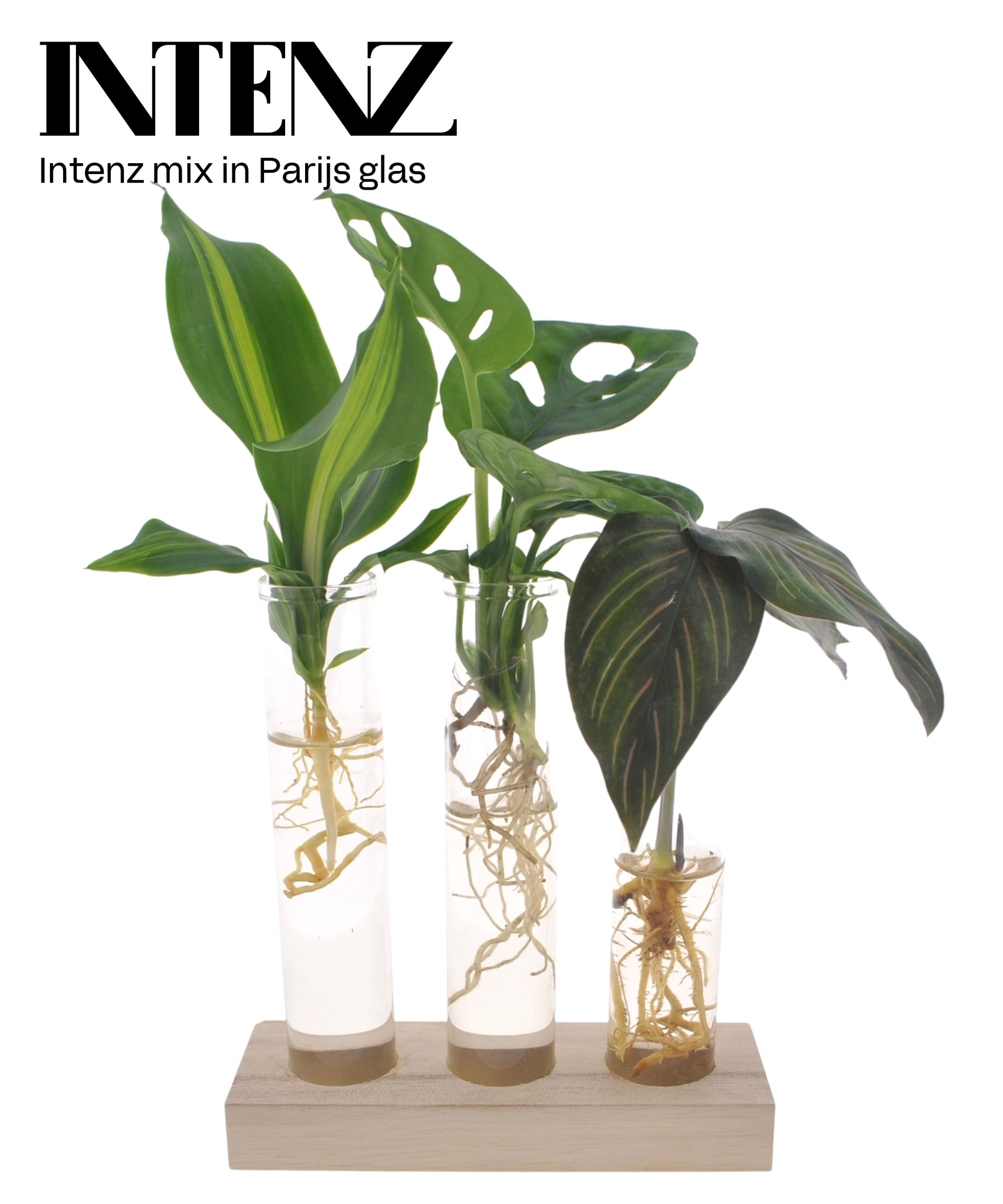 Intenz mix in Parijs glas - levertijd: 24 uur, D 7