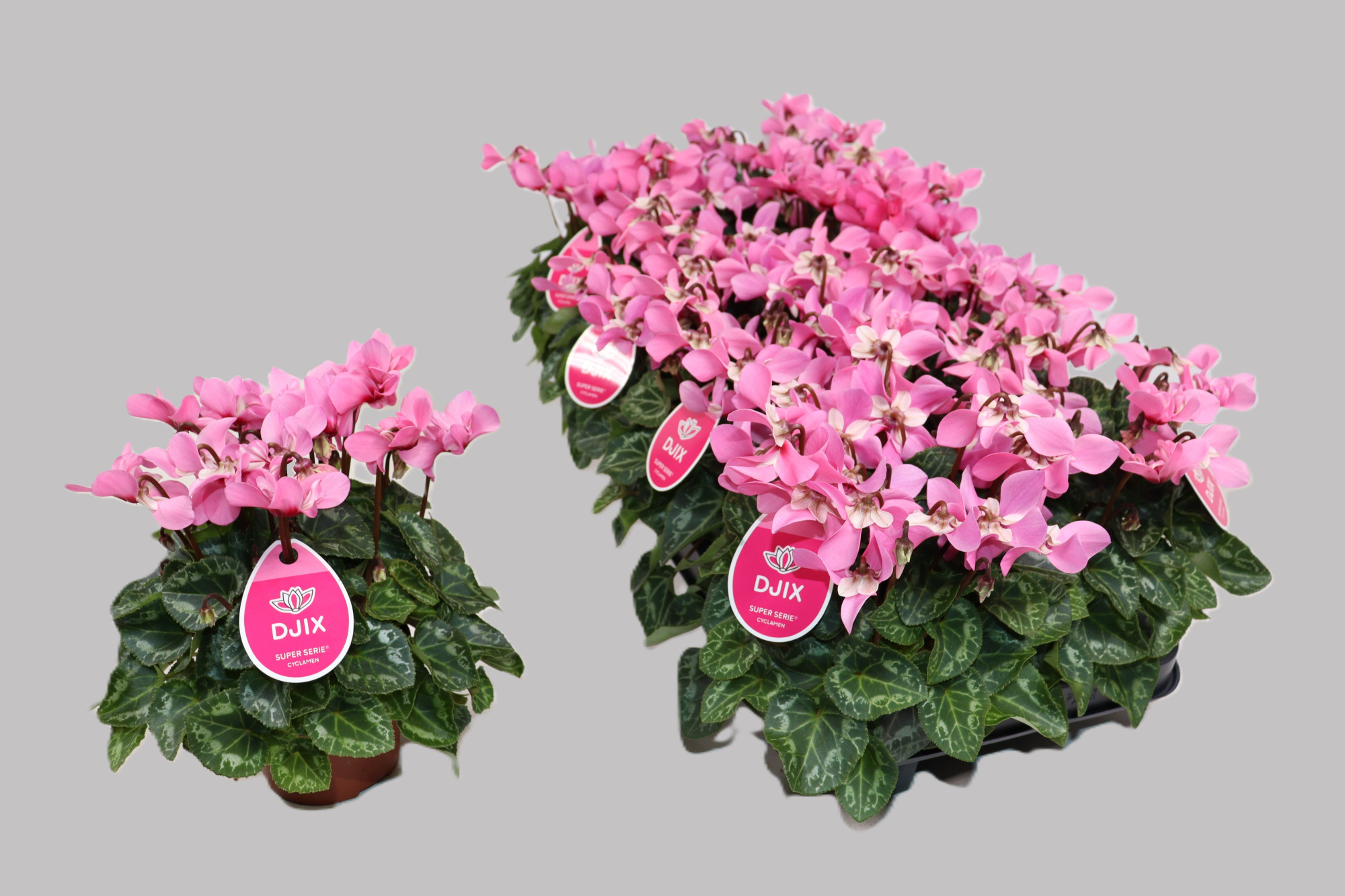 Cyclamen Djix roze, D 10,5 cm