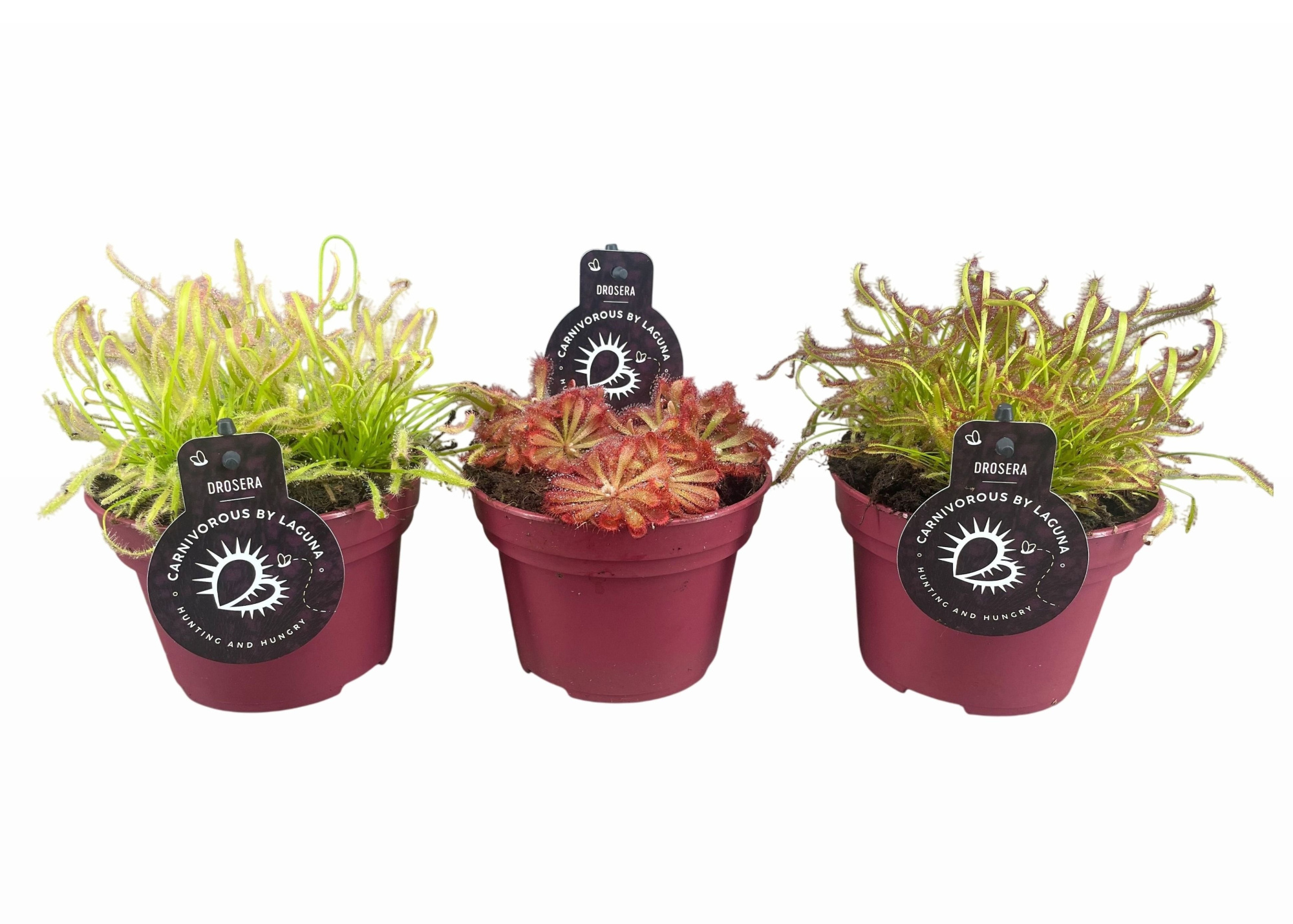 Drosera mix 12 cm | Capensis, Alicia, D 12