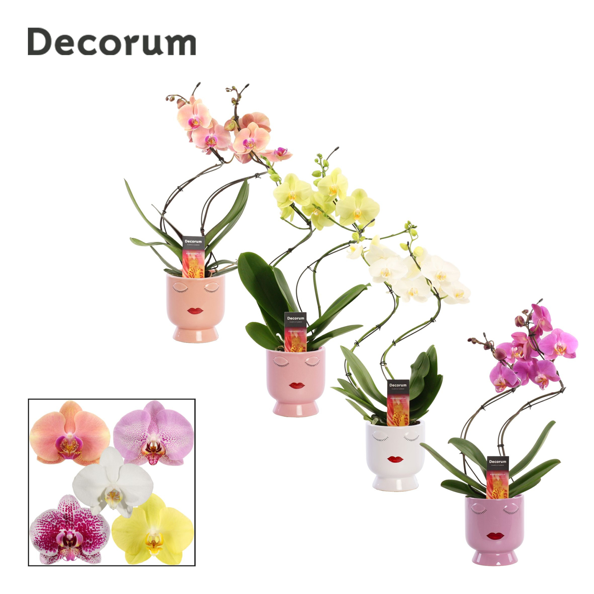 Phalaenopsis hurricane mix in Dua Lipa (Party Love-collection), D 12