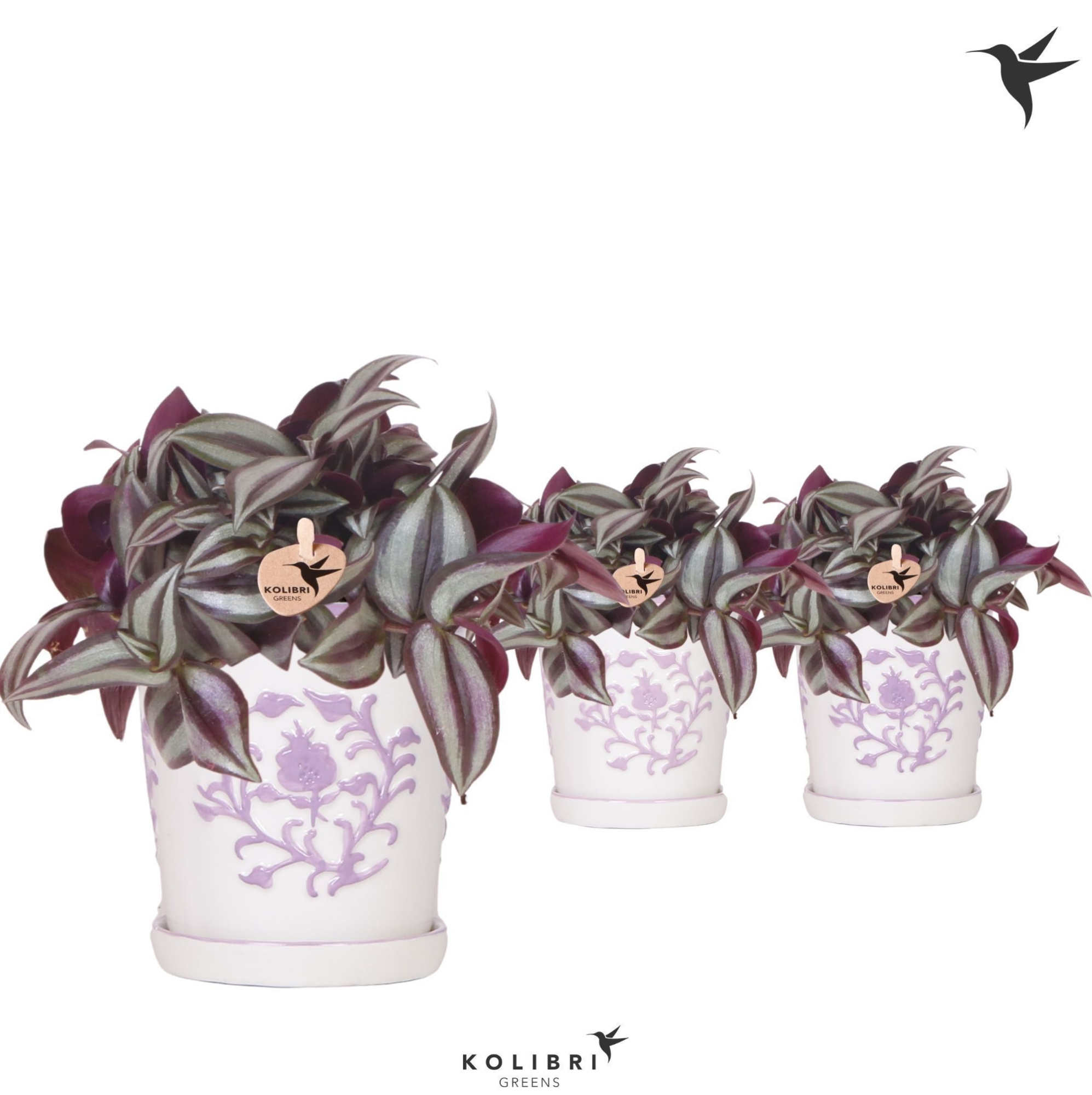 Kolibri Greens Tradescantia Zebrina in Malaga pot lila mix, D 9 cm