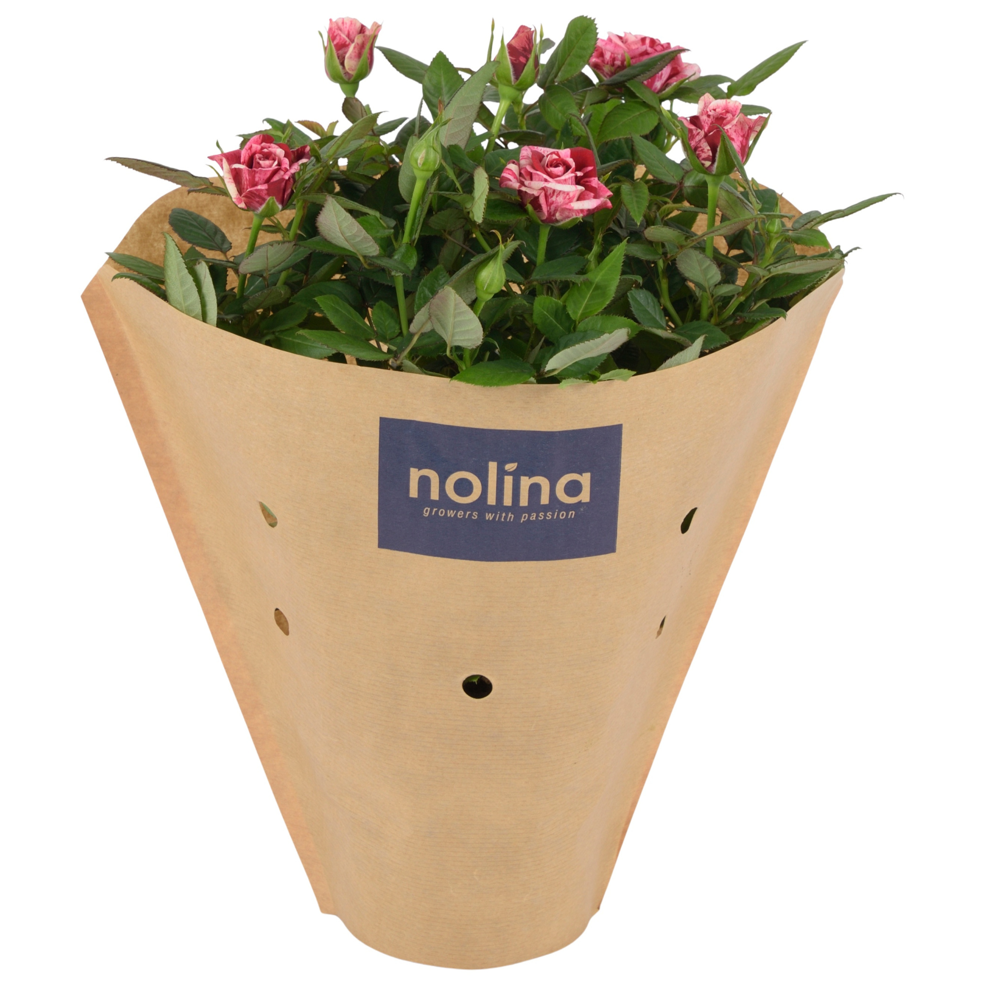 Nolina Special Roses Ø 13 cm Ganna kraft hoes, D 13