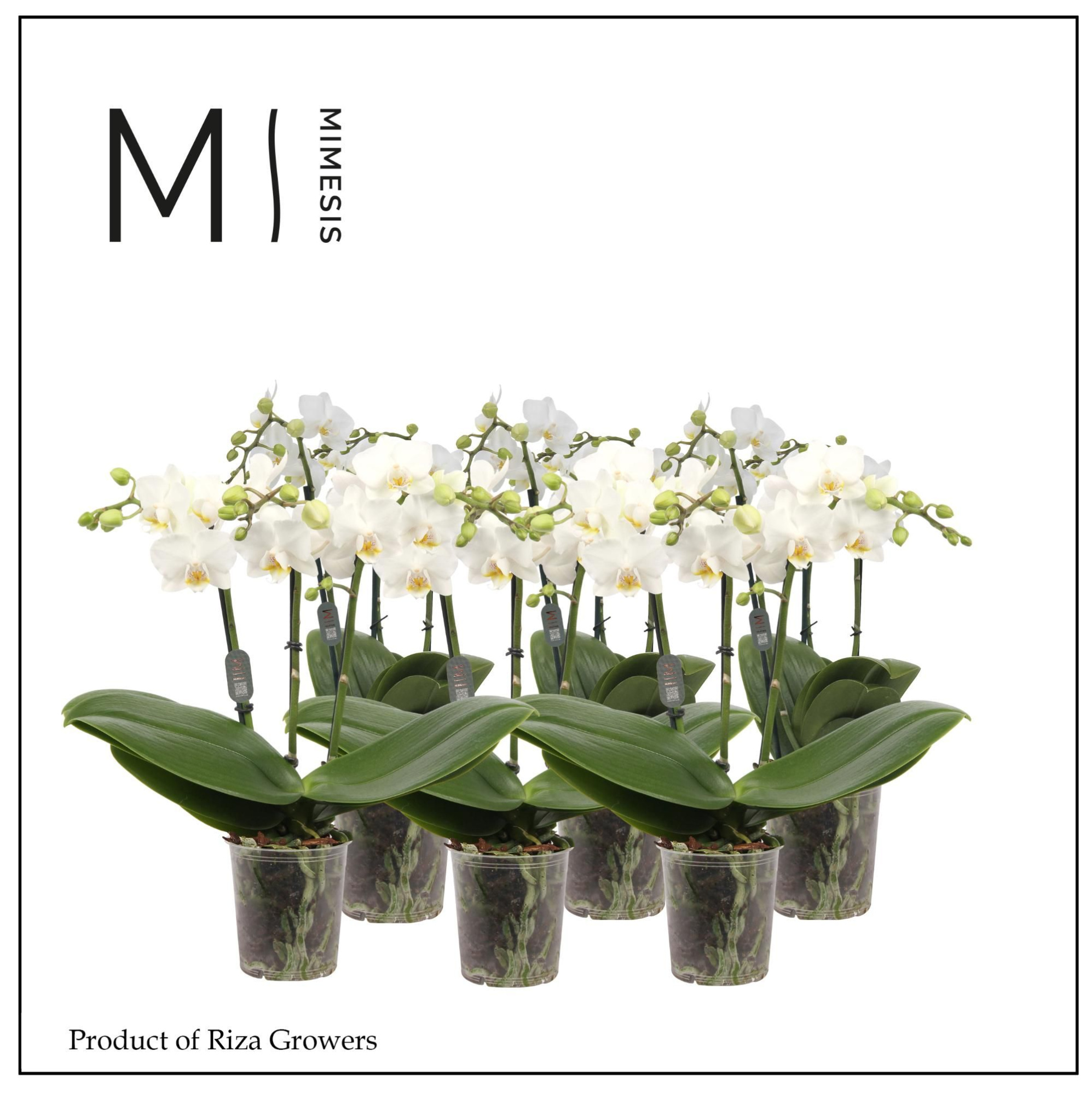Phalaenopsis Multi White 3 spike - 12cm | Mimesis, D 12 cm