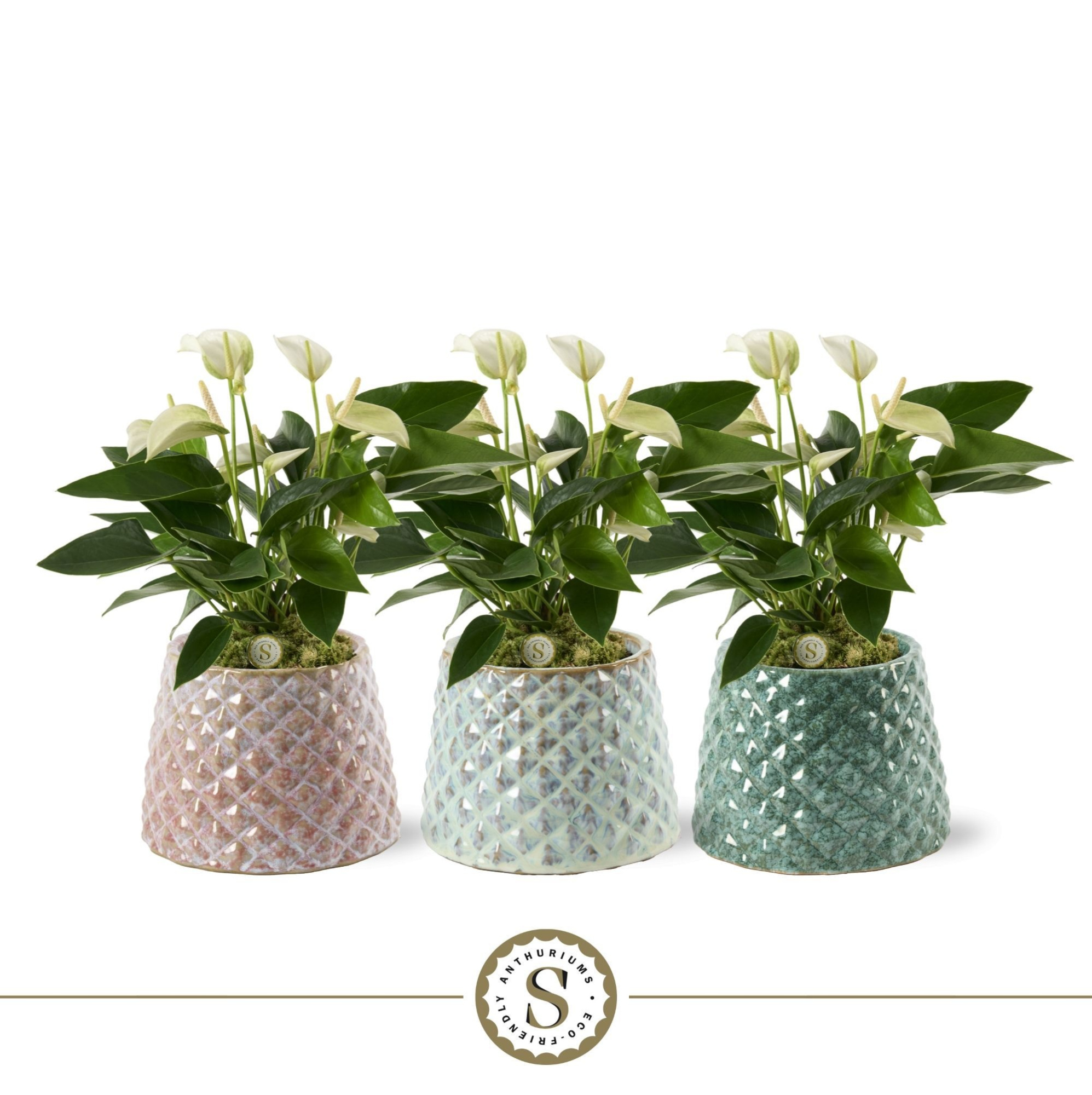 Florence Keramiek White, D 12