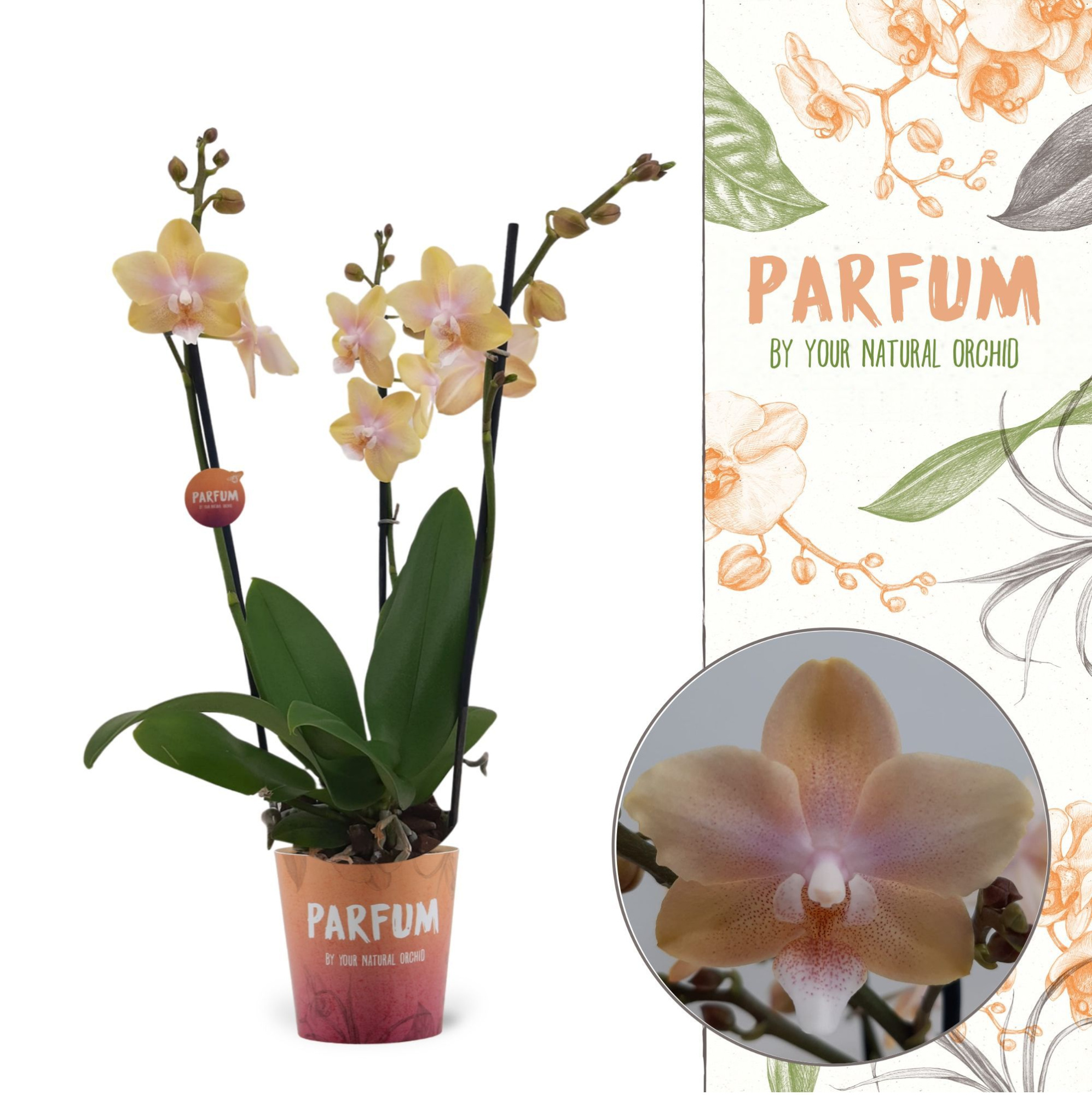 Parfum| Bolgheri Lemon | Phalaenopsis 3 spike, D 12 cm