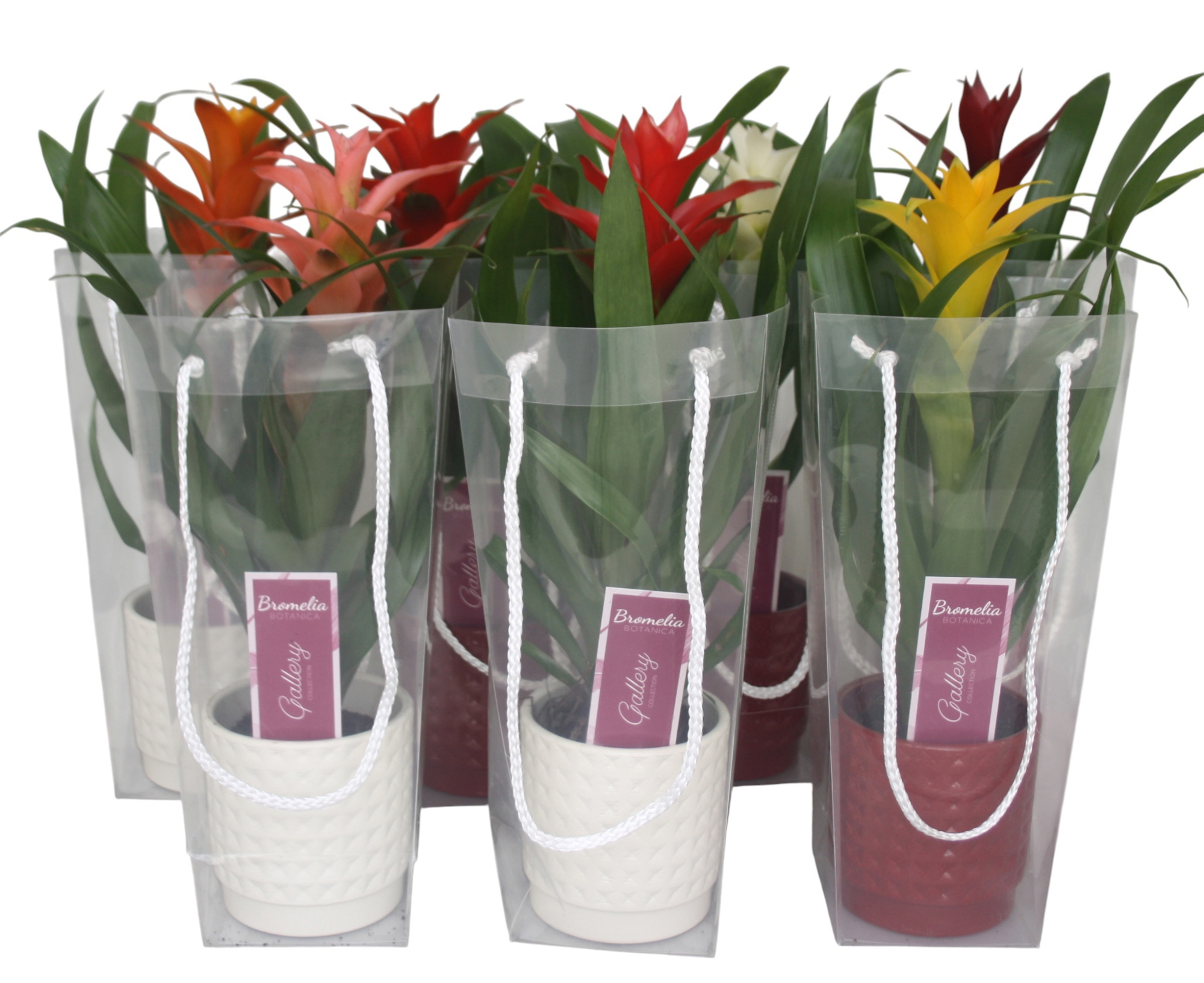 Guzmania gemengd in rood en wit ruit keramiek in blanco draagtas, D 10