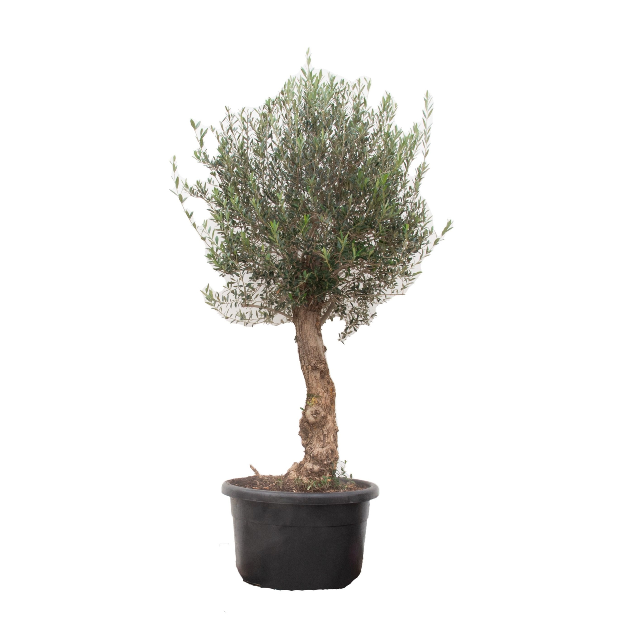 Olea Europaea Bonsai - 225cm, D 70 cm