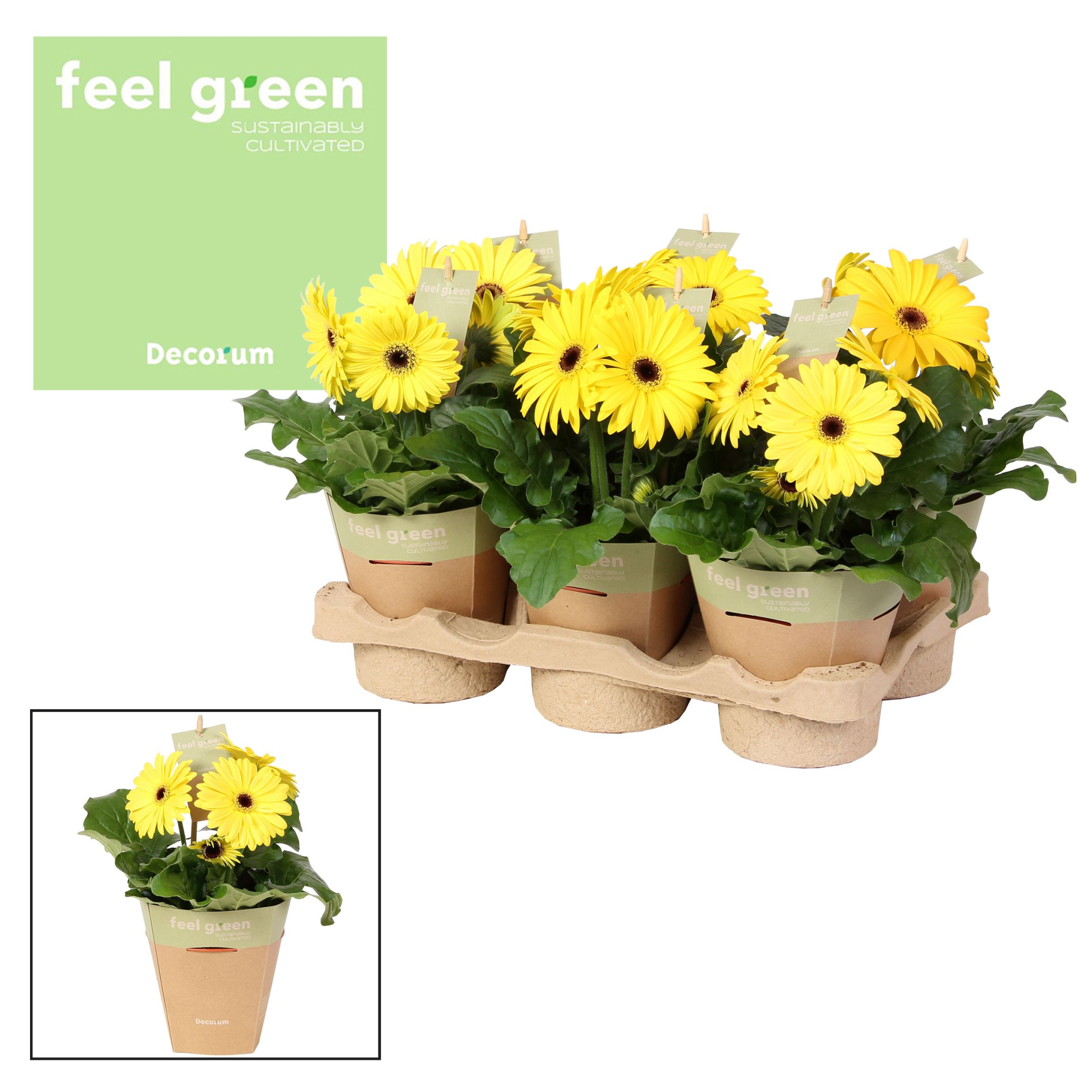 Gerbera geel tinten2+ bl. Feel Green, nature pc Decorum, D 12 cm