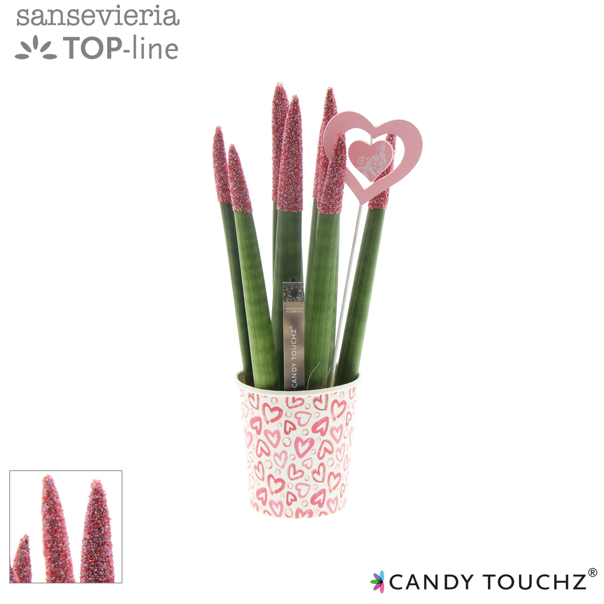 Sansevieria Candy Touchz Sweetdip Red in paper cup met bijsteker, D 8,5