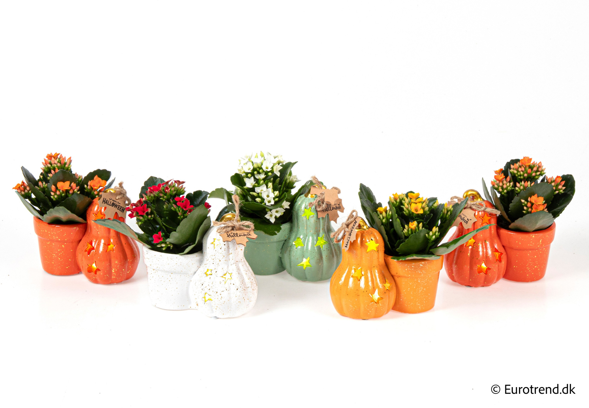 Kalanchoe in Halloween ceramic 2025, D 6 cm