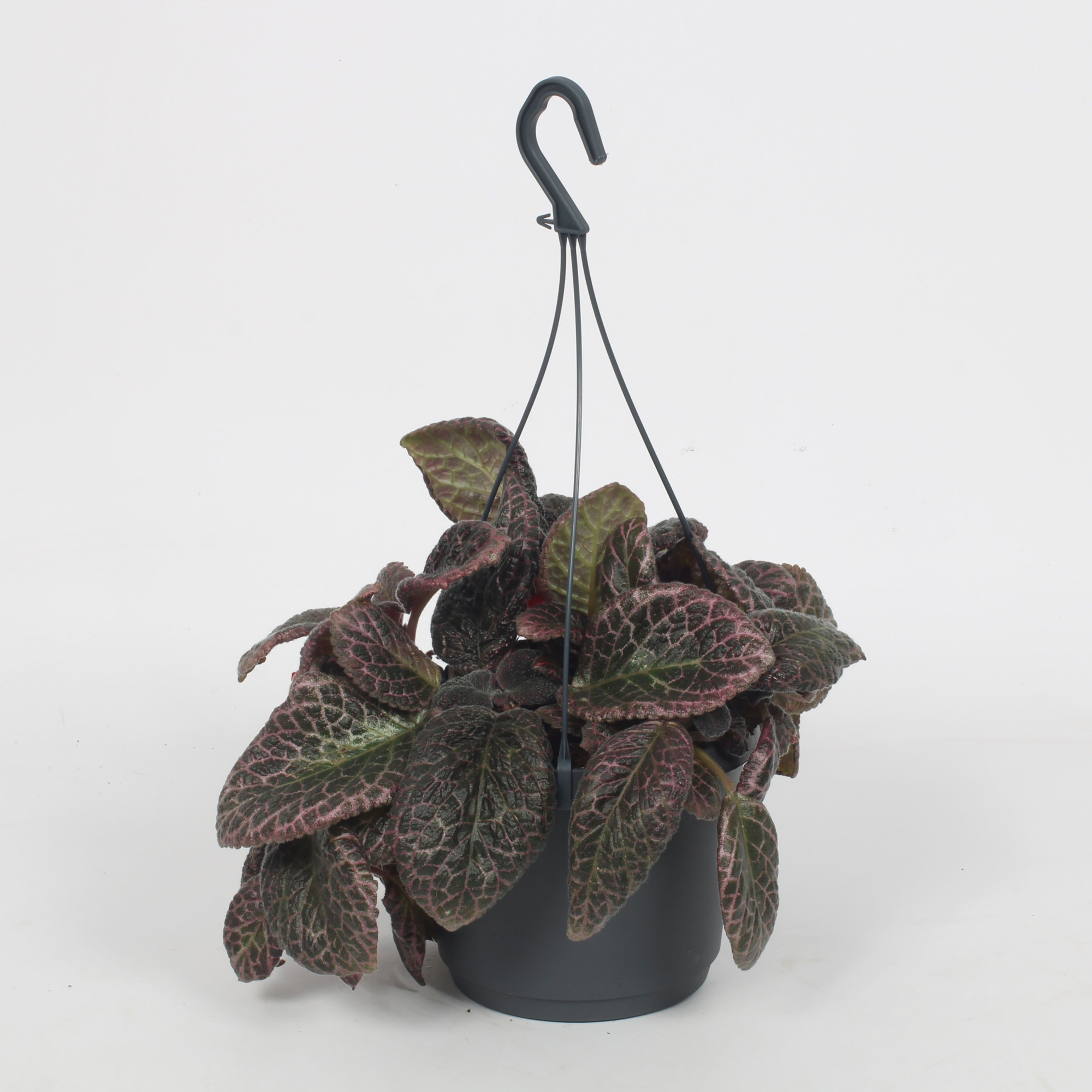 Episcia Red Crocodile 17CM, D 17 cm