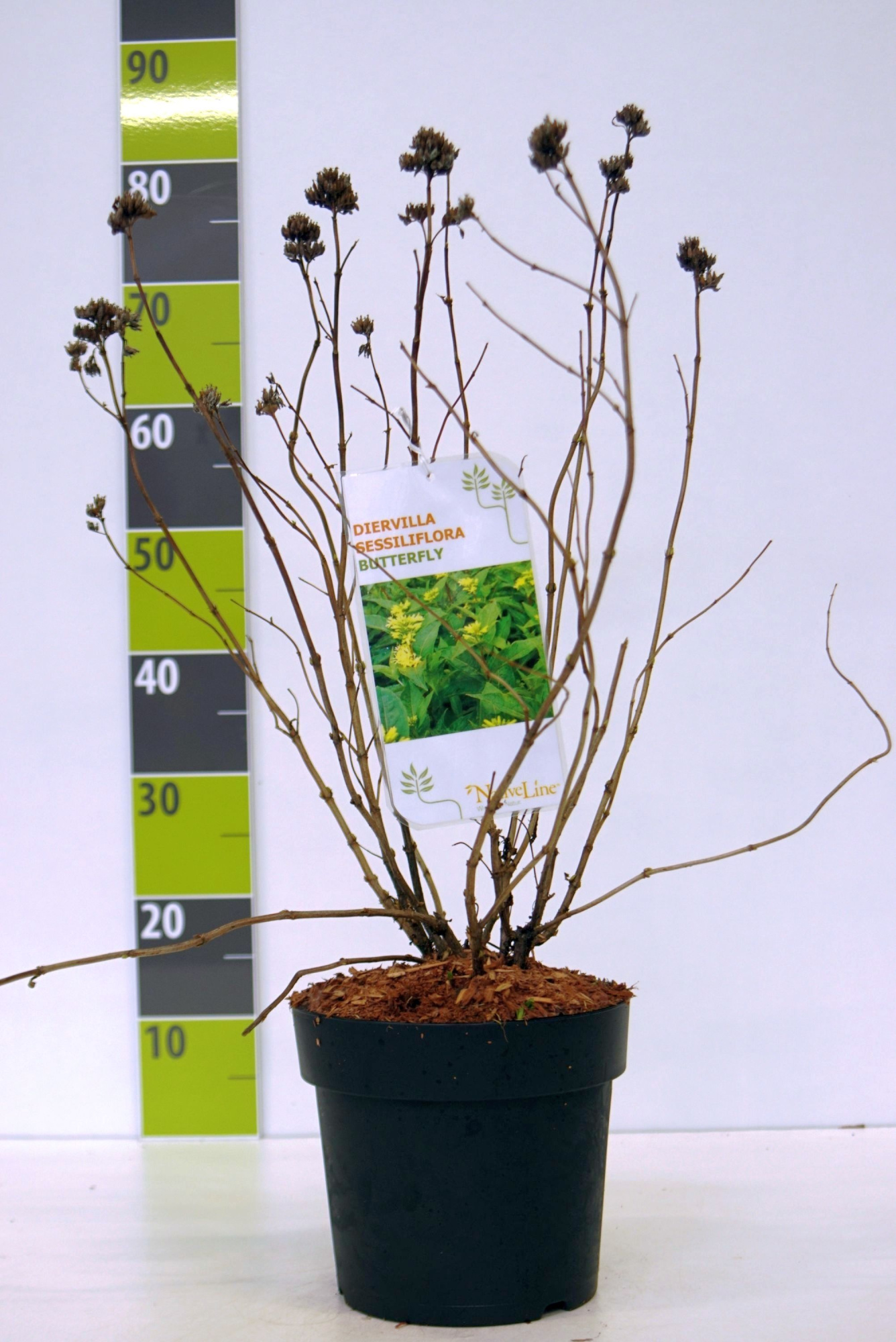 Diervilla sessiliflora 'Butterfly', D 23