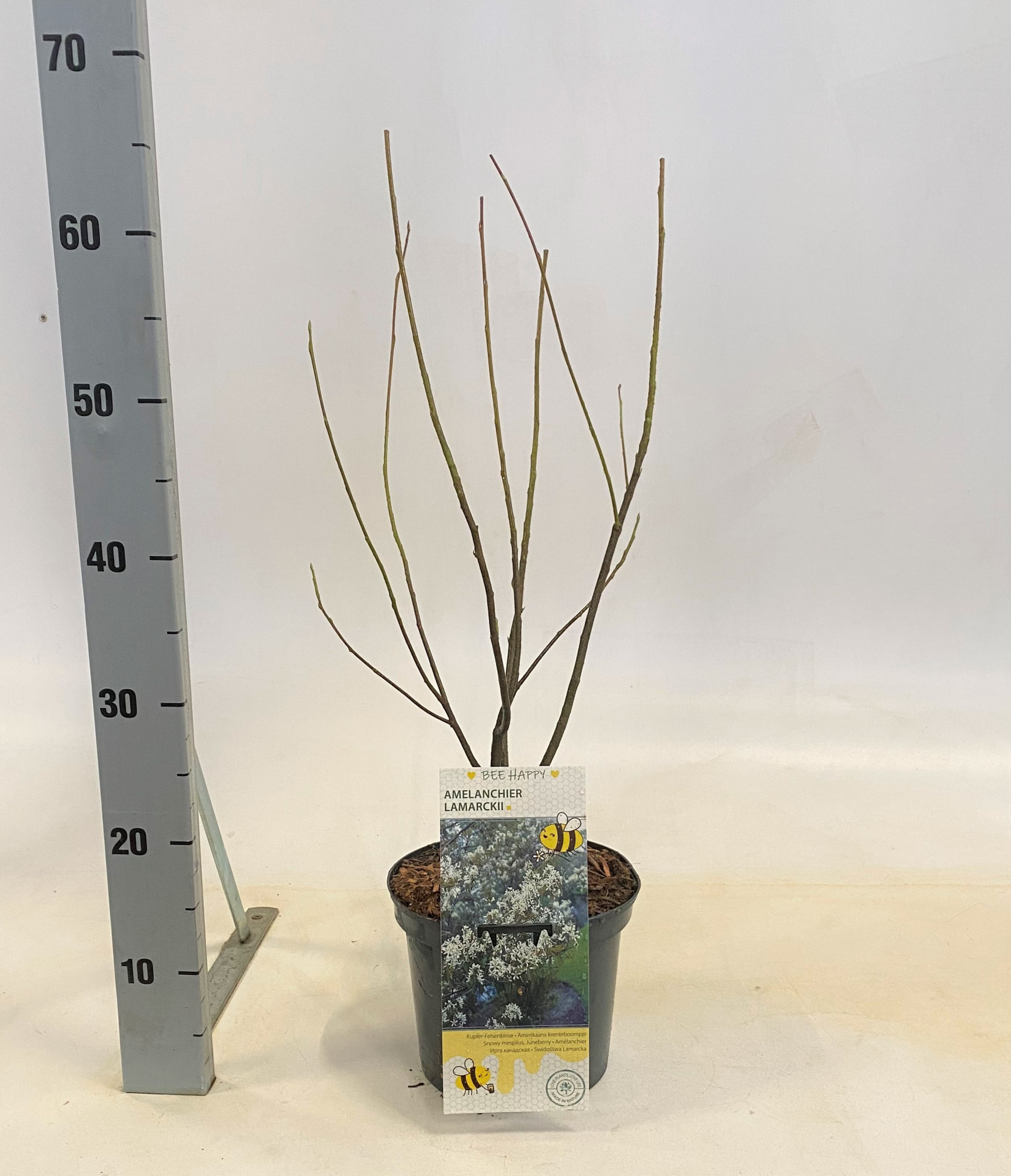 Amelanchier lamarckii, D 23 cm