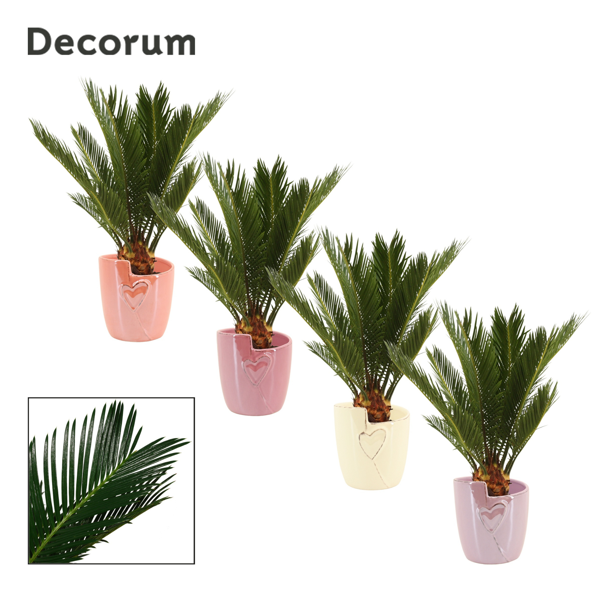 Cycas Revoluta 12 cm Decorum, 6+ veren in Joa (Special moods), D 12
