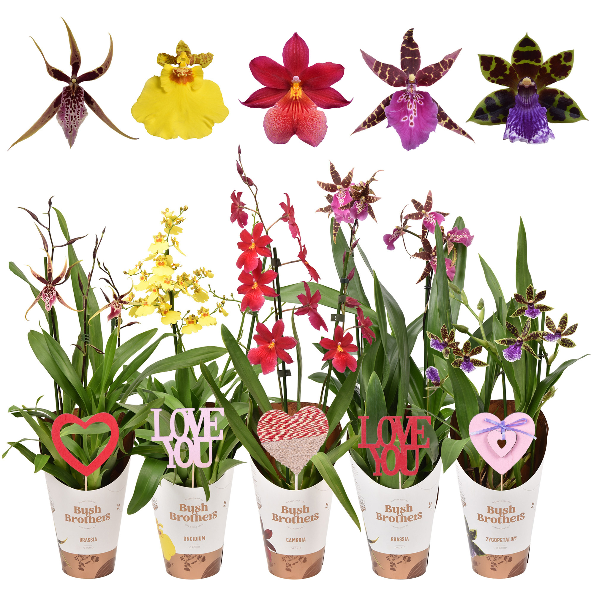 Orchideeën mix 2 tak lang met valentijns steker, D 12