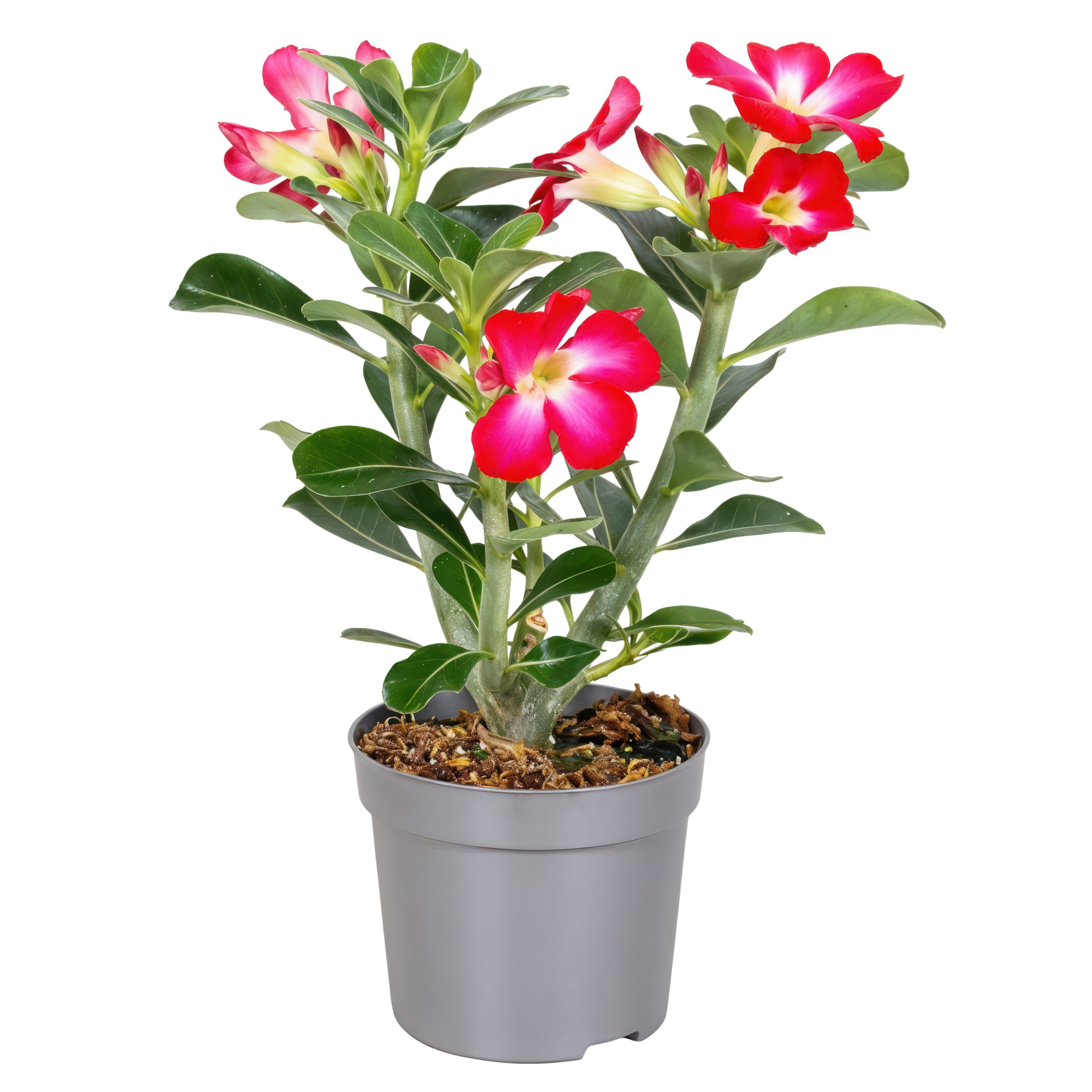 Adenium Obesum Rood 13cm, D 13 cm