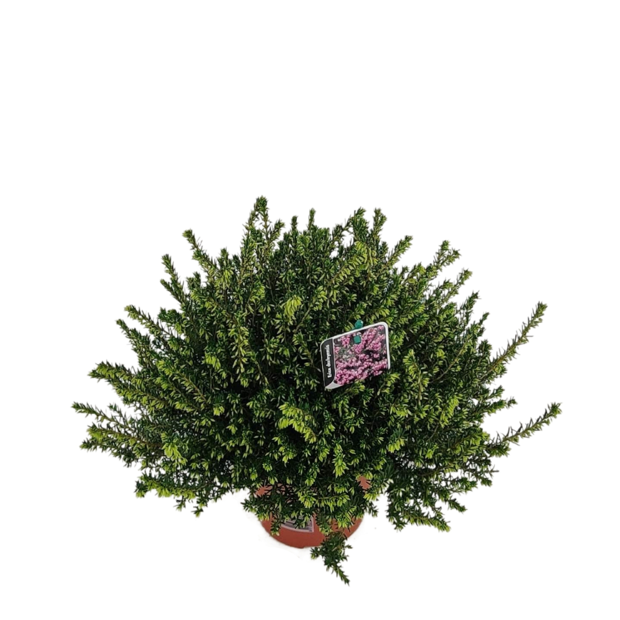 Erica Darleyensis P13 'roze', D 13 cm