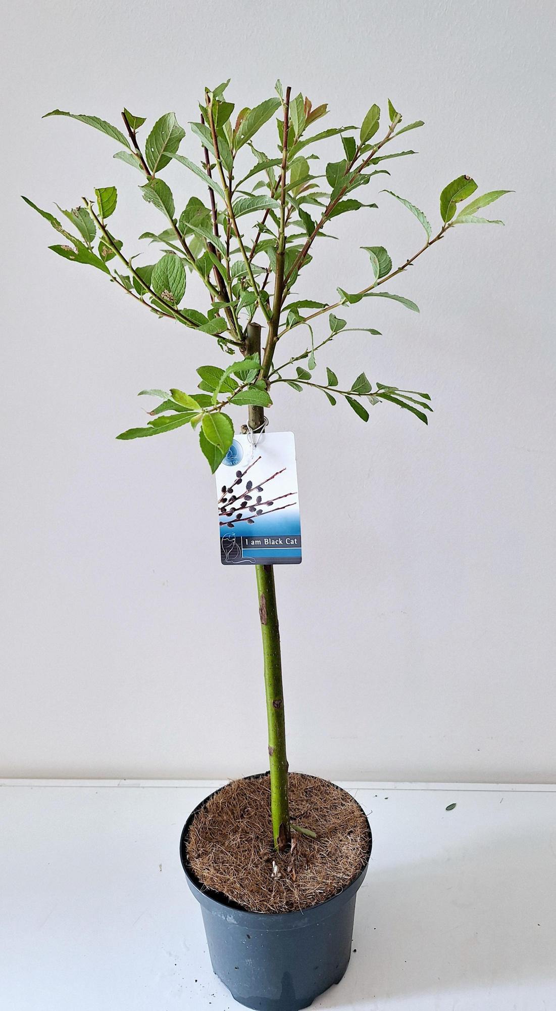 Salix Kurome stam 40, D 17 cm