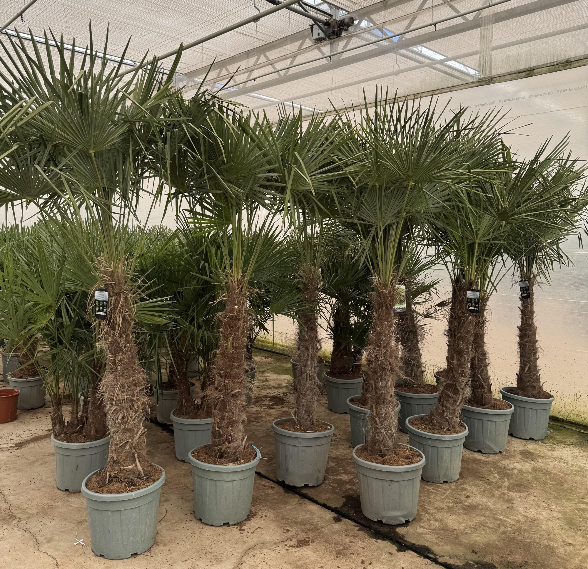 Trachycarpus fortunei P50, D 50 cm