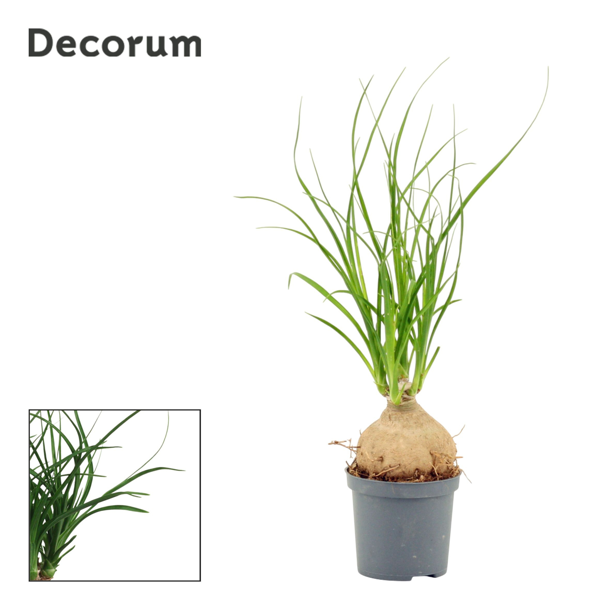 Beaucarnea Bol 7 cm (Decorum), D 7