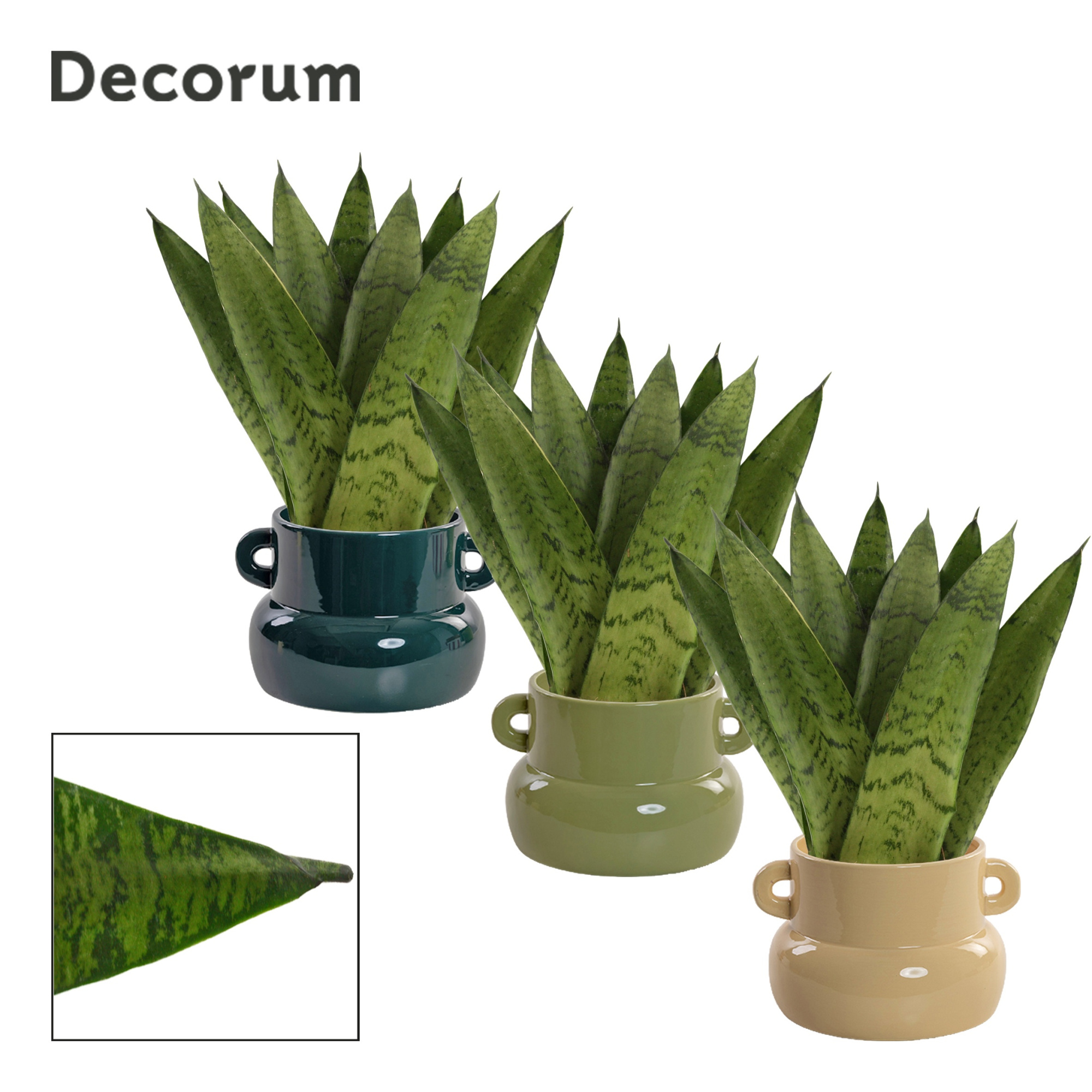 Sansevieria Zeylanica Fan 9 cm in Lucy (Top blend-collection), D 9 cm