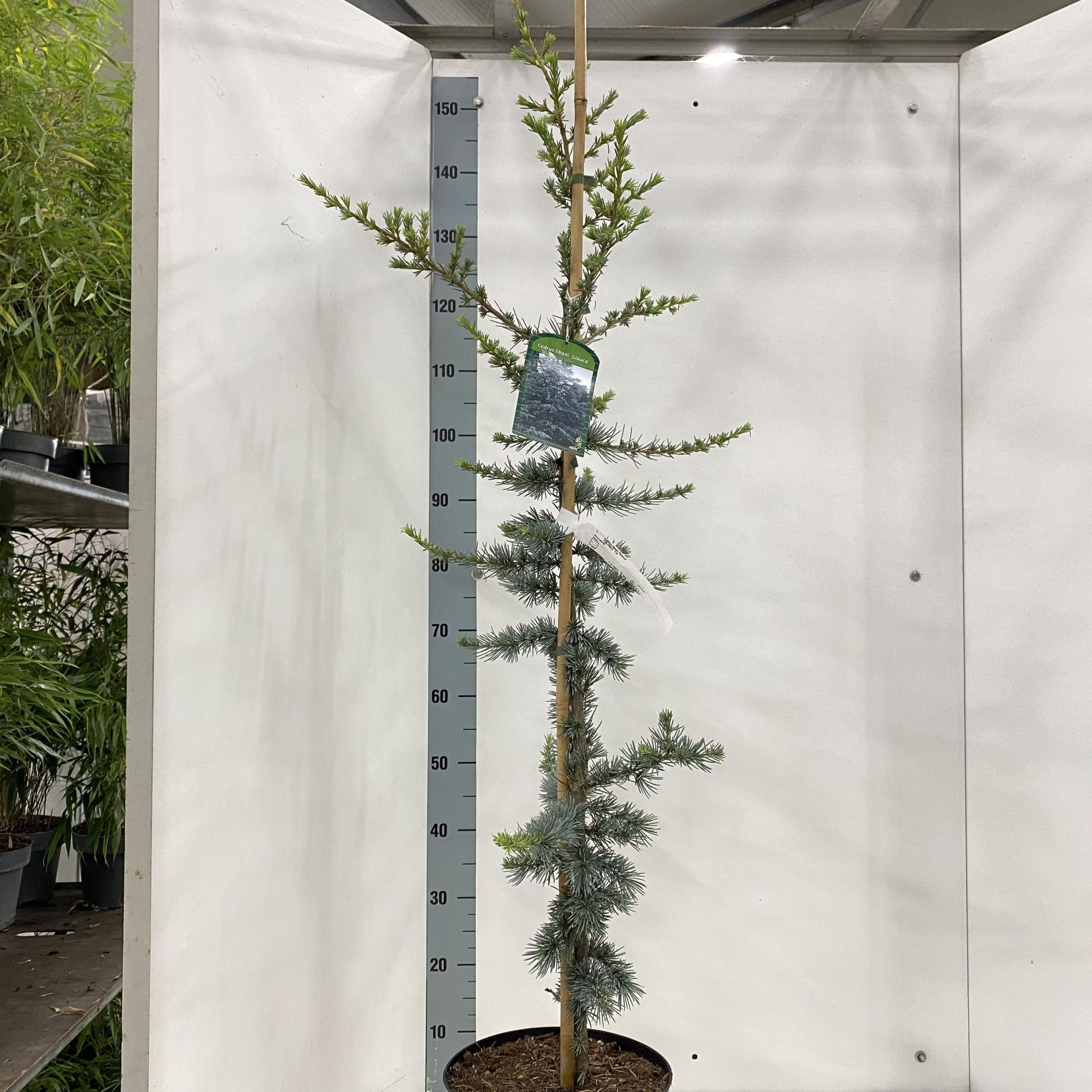 Cedrus lib. 'Glauca', D 26 cm
