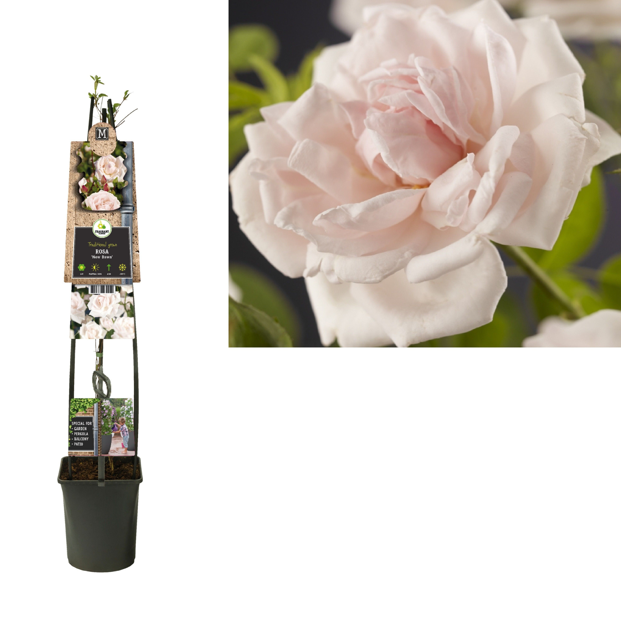 Rosa 'New Dawn'+3.0 label, D 23 cm
