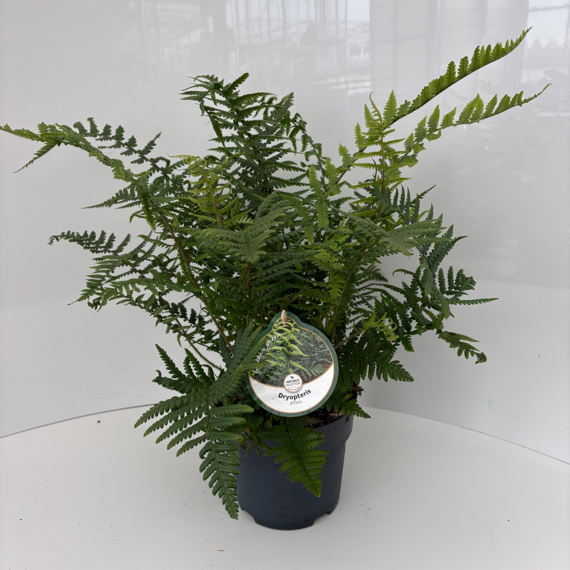 Dryopteris affinis, D 17 cm