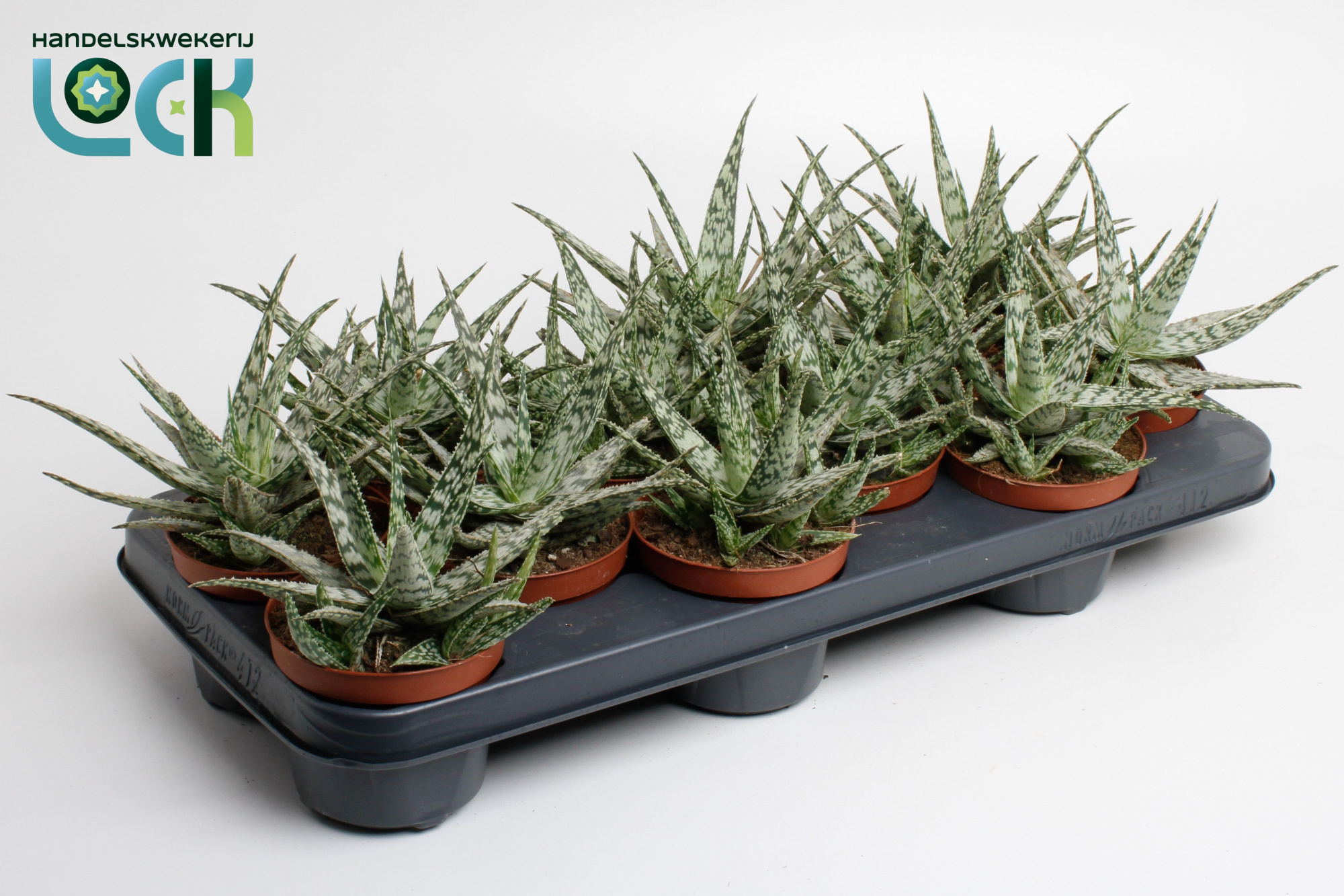 Aloe Somaliensis, D 10,5 cm