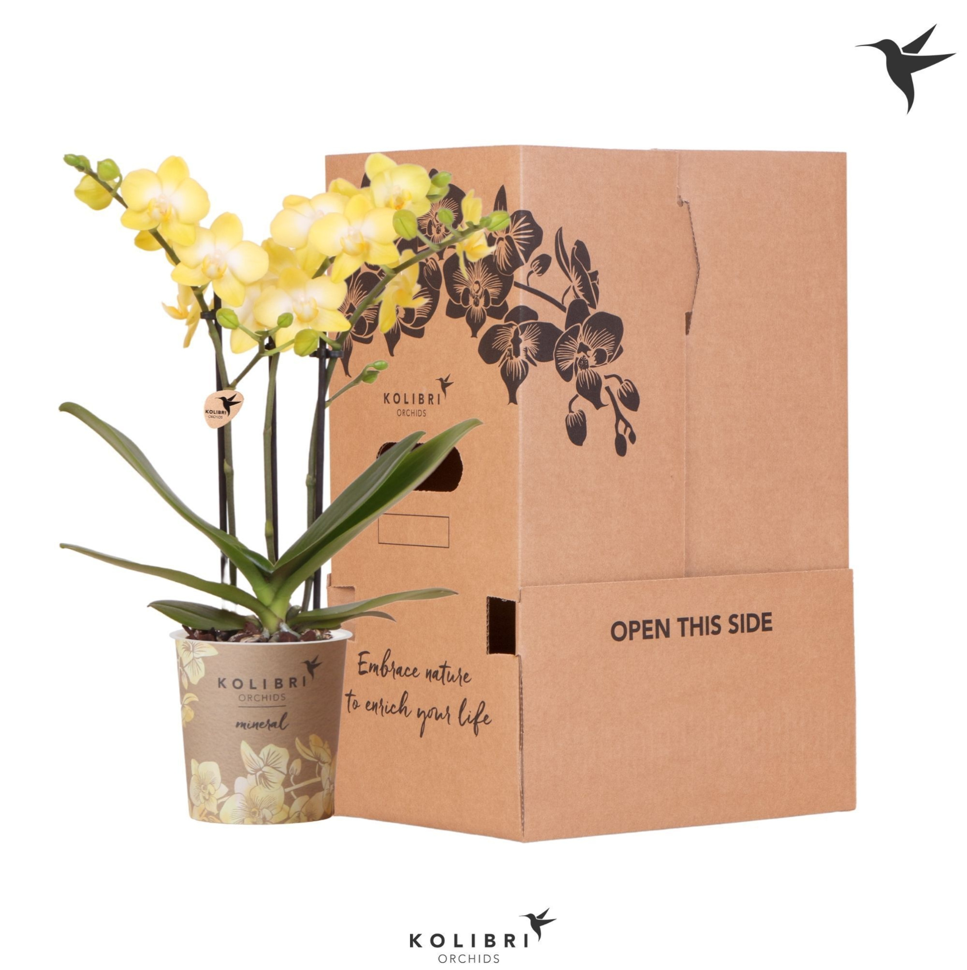 Kolibri Orchids Phalaenopsis Yellow 3 spike no sleeve, D 9