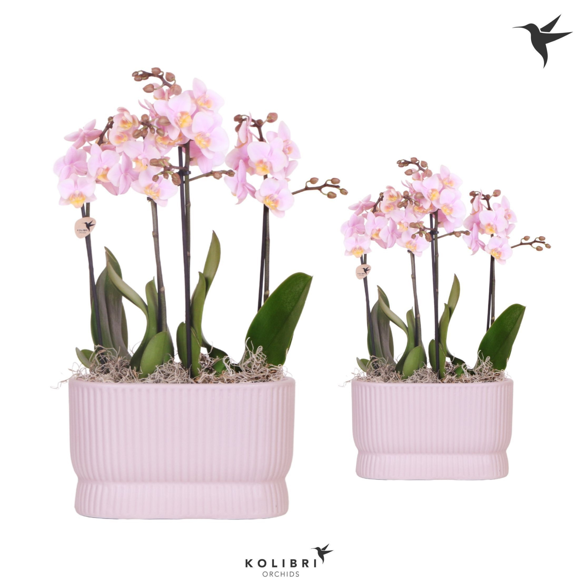 Kolibri Orchids Phalaenopsis pink 4 spike in Diabolo Twins pink, D 9 cm