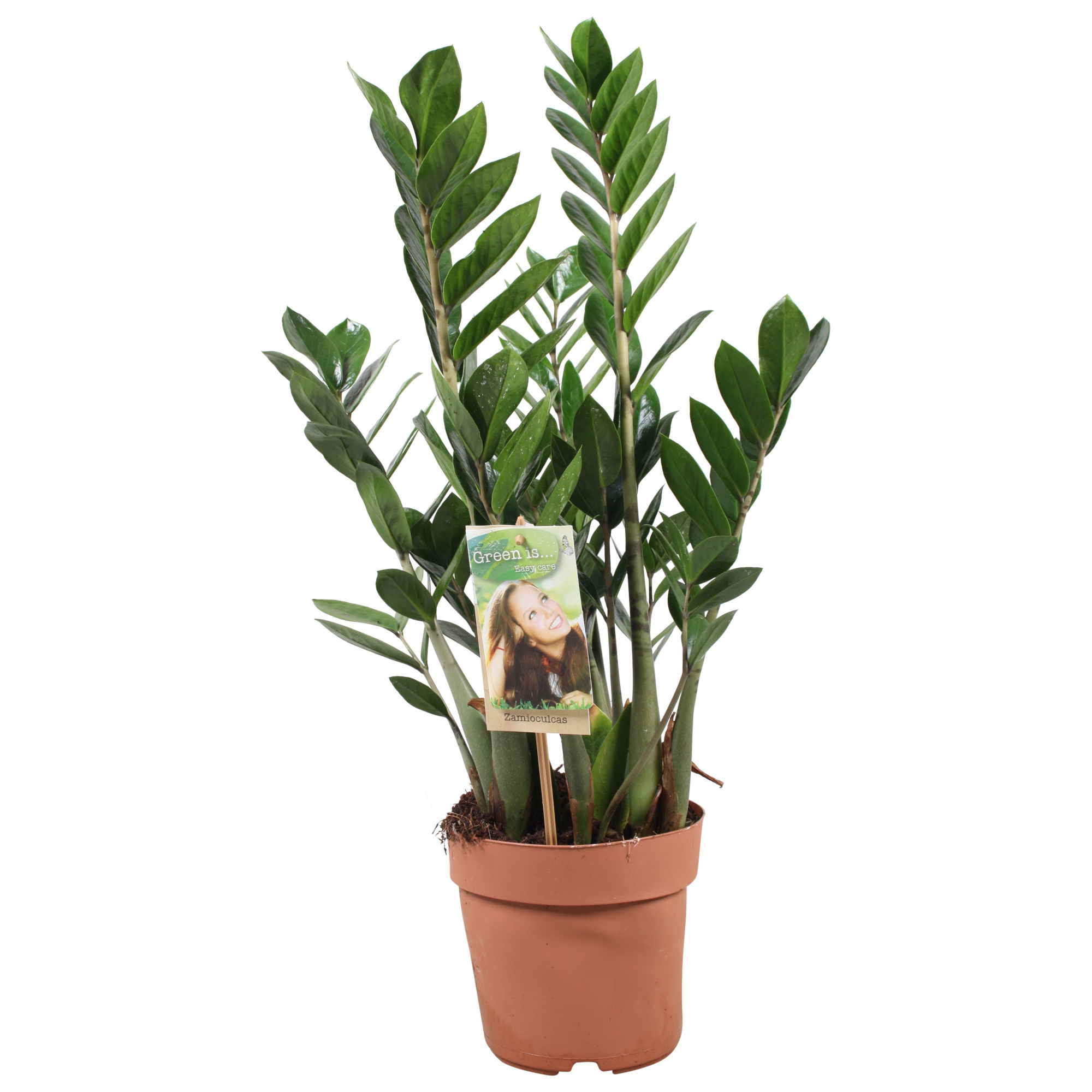 Zamioculcas 4-5 veren - hoogte 75-80, D 17