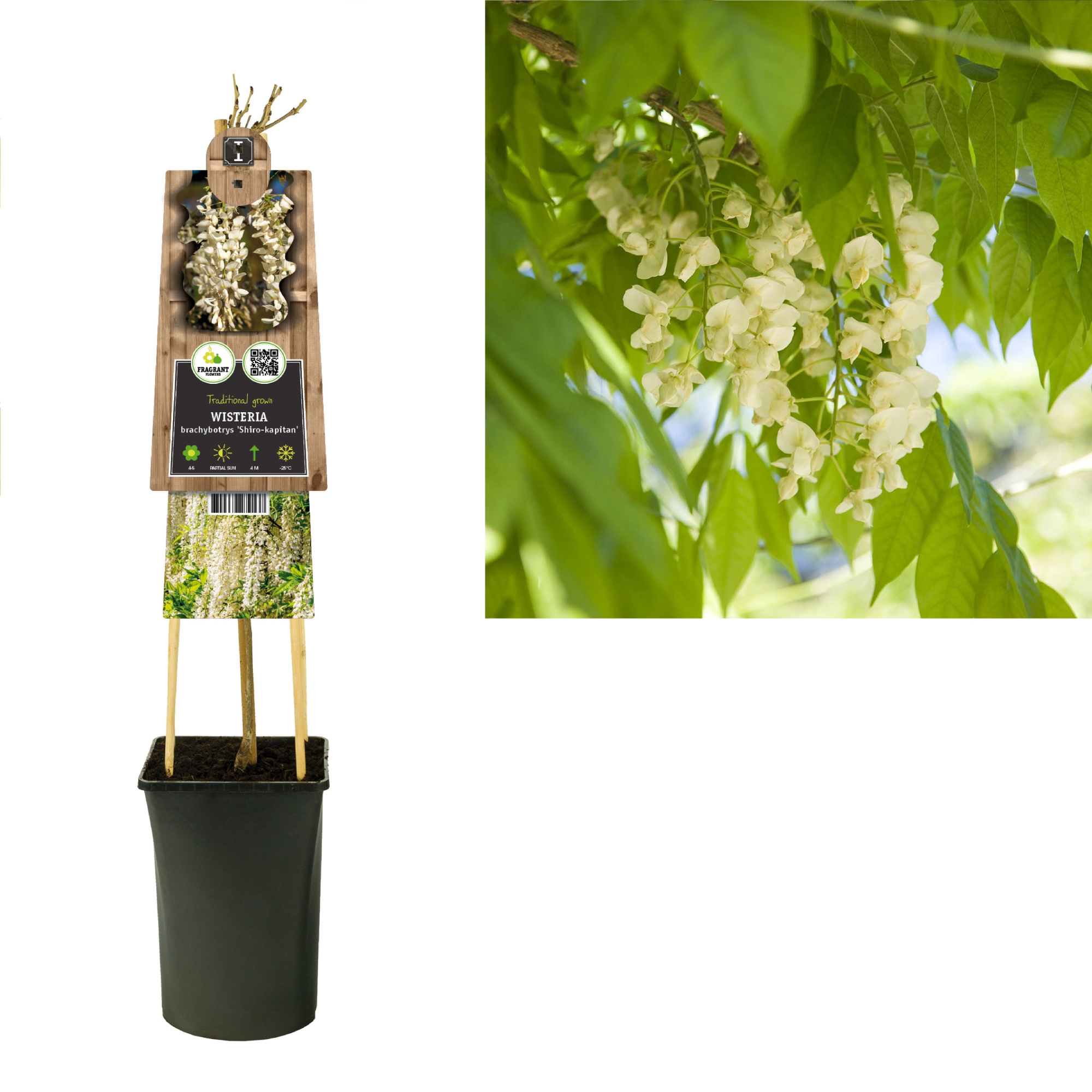 Wisteria brachybotrys 'Shiro-kapitan' +3.0 label, D 17