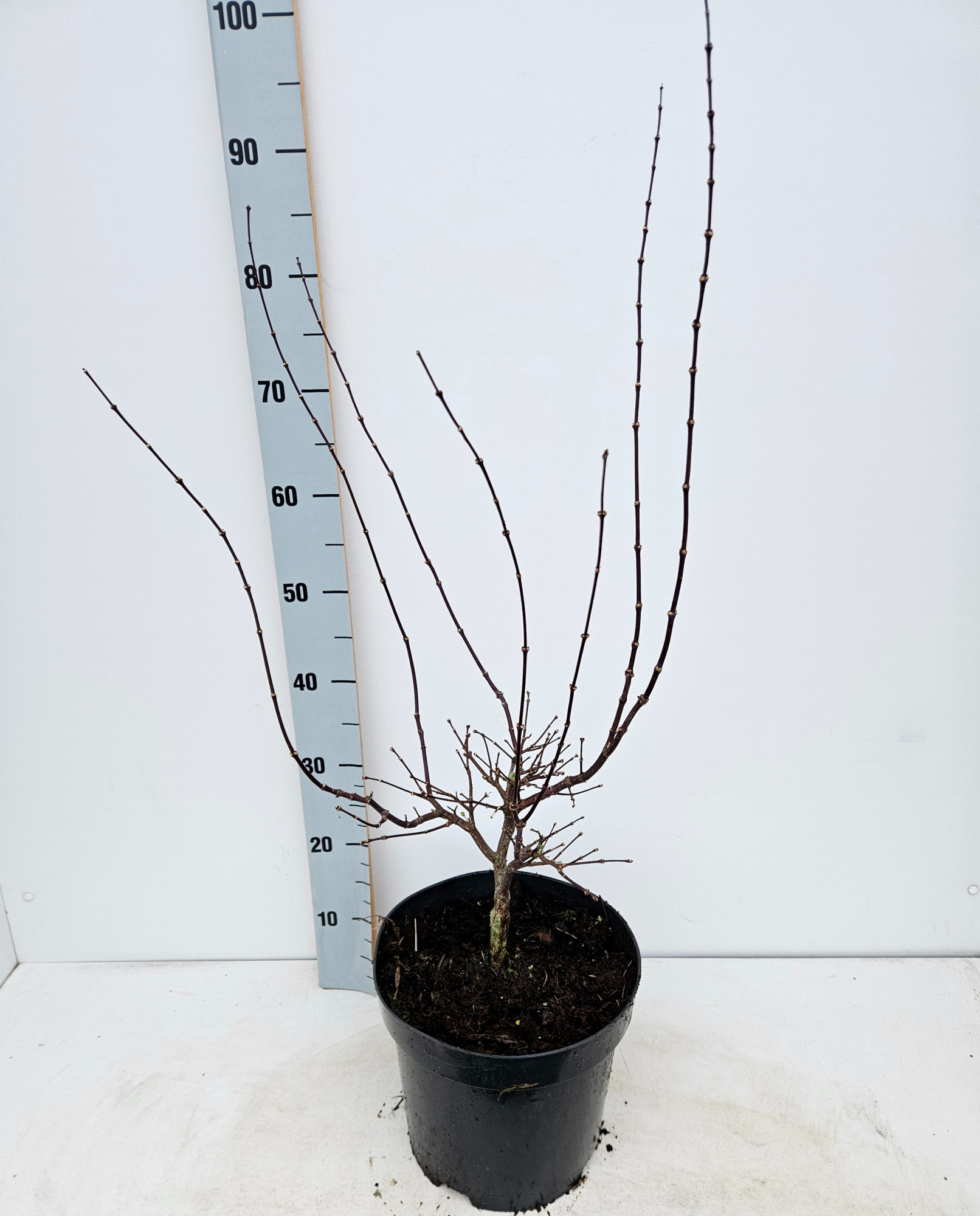 Acer palmatum 'Pevé Dave', D 26