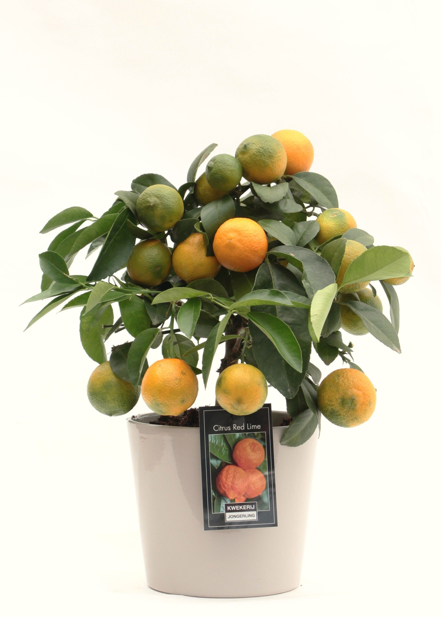 Red Lime keramiek Roma grijs, D 16 cm