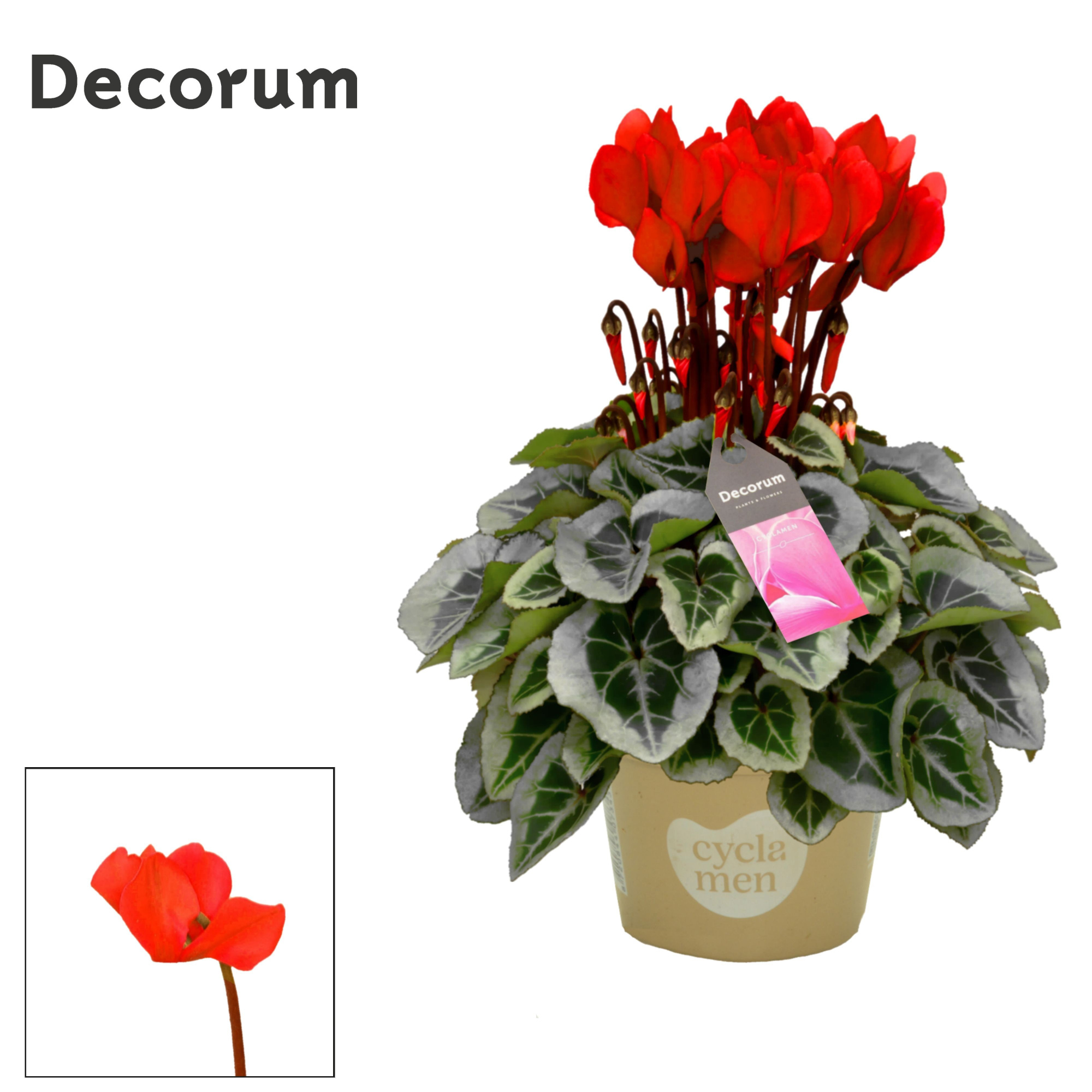 Cyclamen SS Picasso Red Decorum, D 11 cm