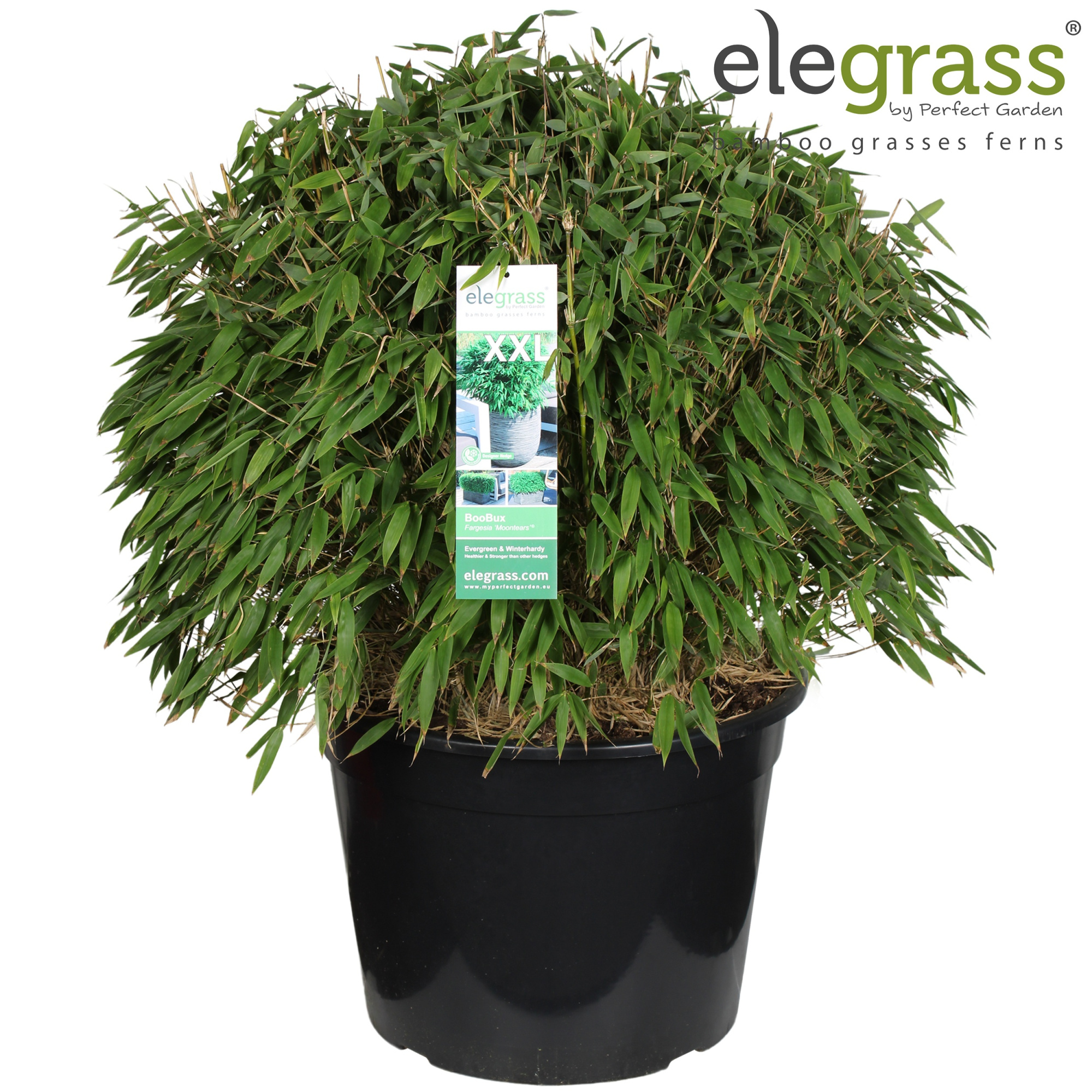 Fargesia 'Moontears'® Boobux P46, D 46 cm