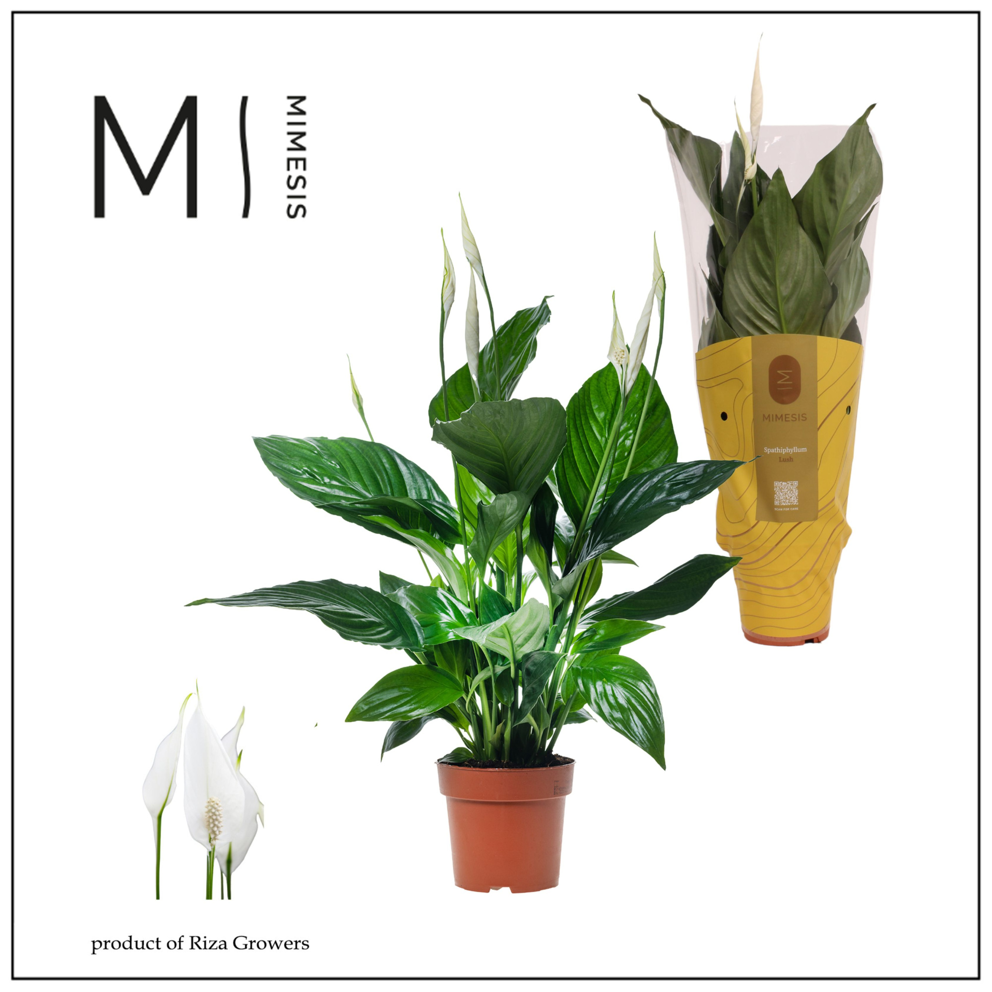 Spathiphyllum Sweet Ricardo - 13cm | Mimesis, D 13 cm