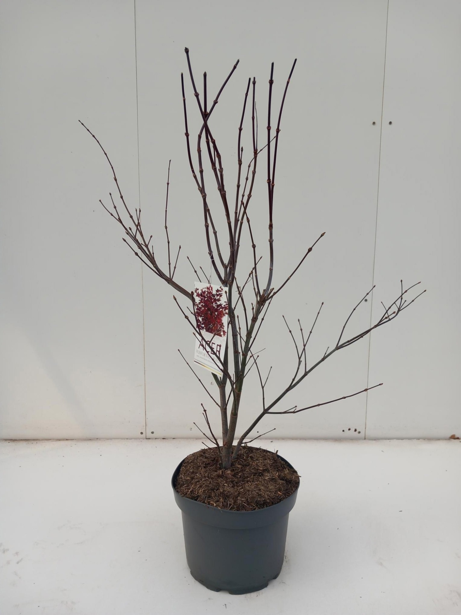 Acer palmatum Atropurpureum, D 29