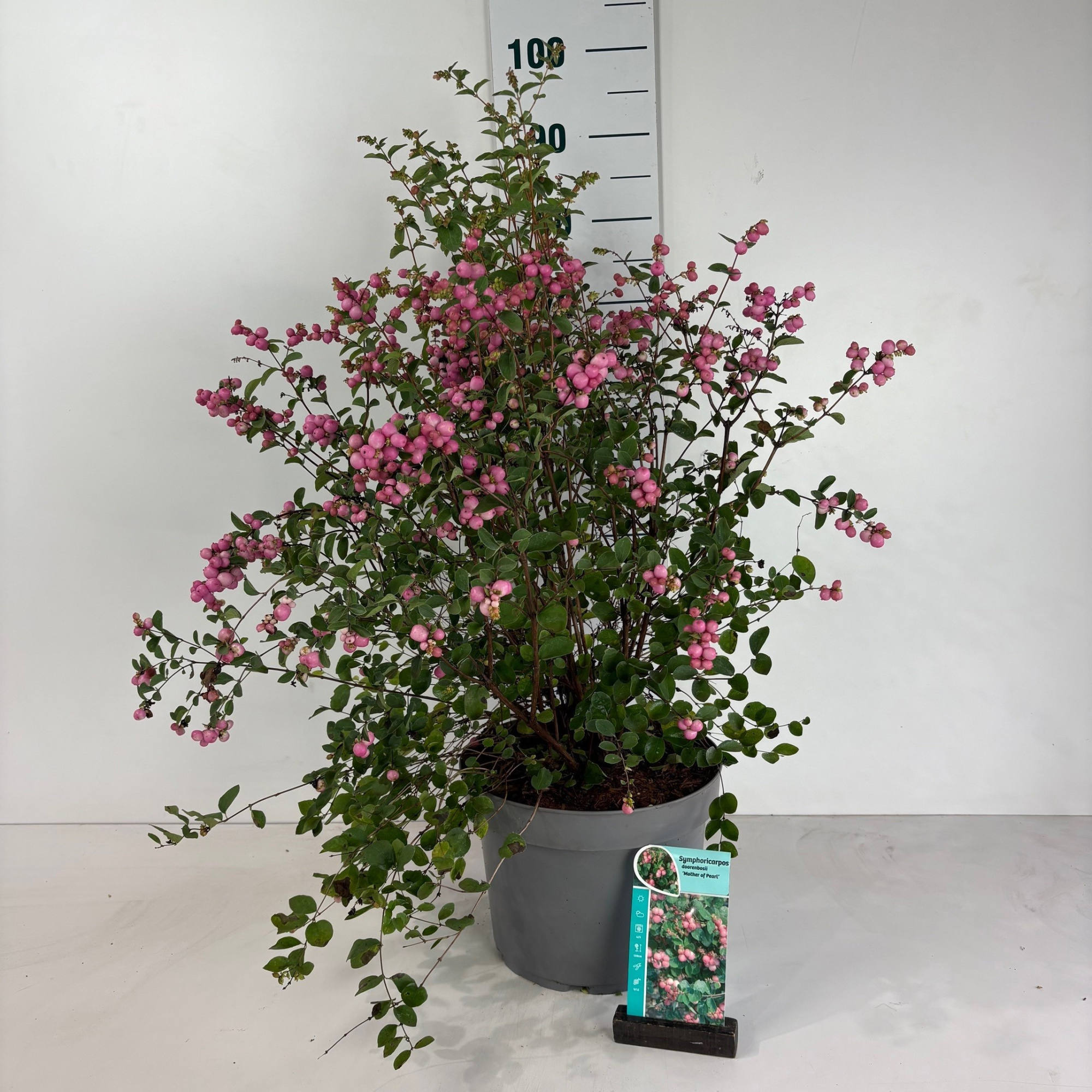 Symphoricarpos doorenbosii Mother of Pearl, D 29 cm