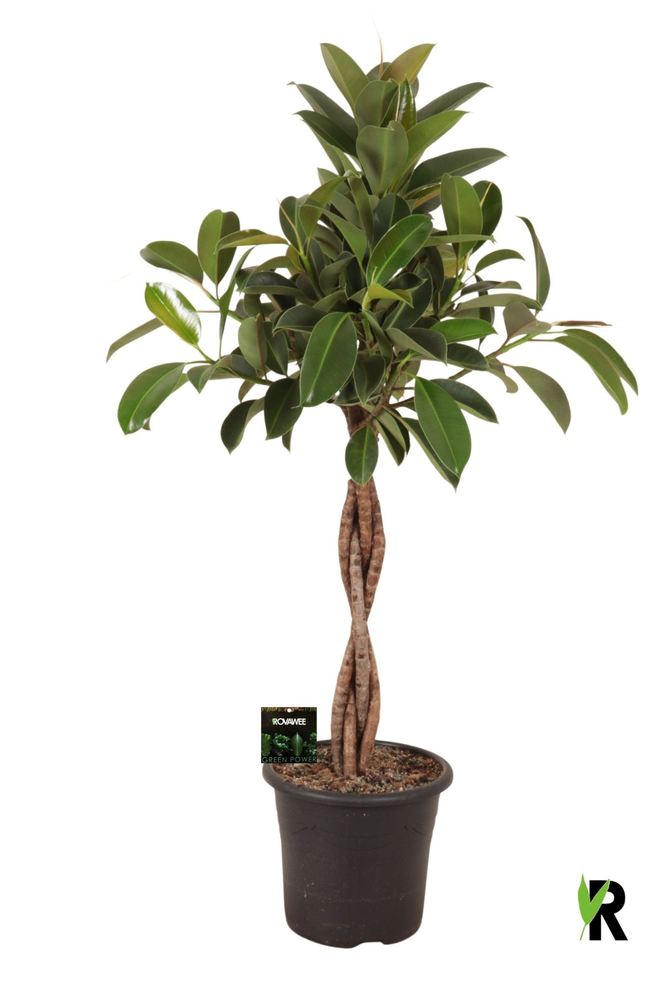 Ficus elast. Melany gevlochten stam, D 32