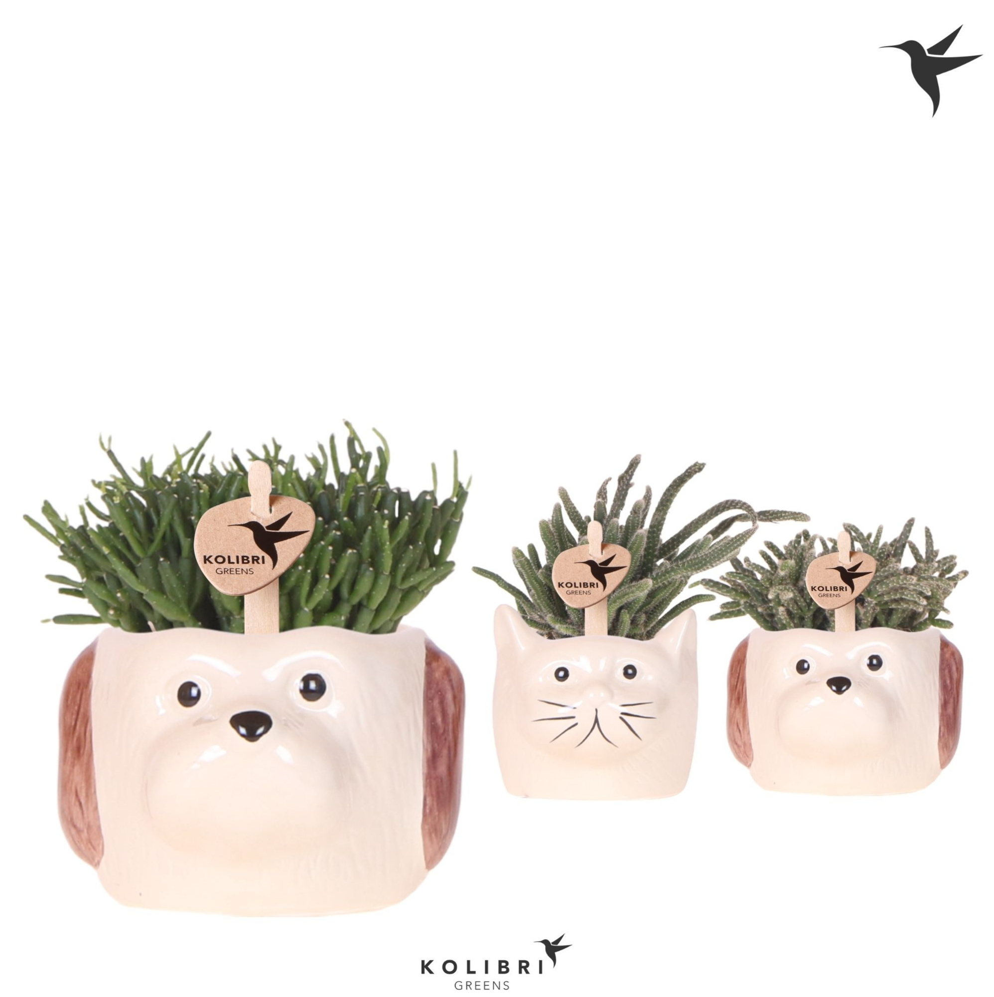 Kolibri Greens Rhipsalis mix in Cat & Dog pot mix, D 6 cm