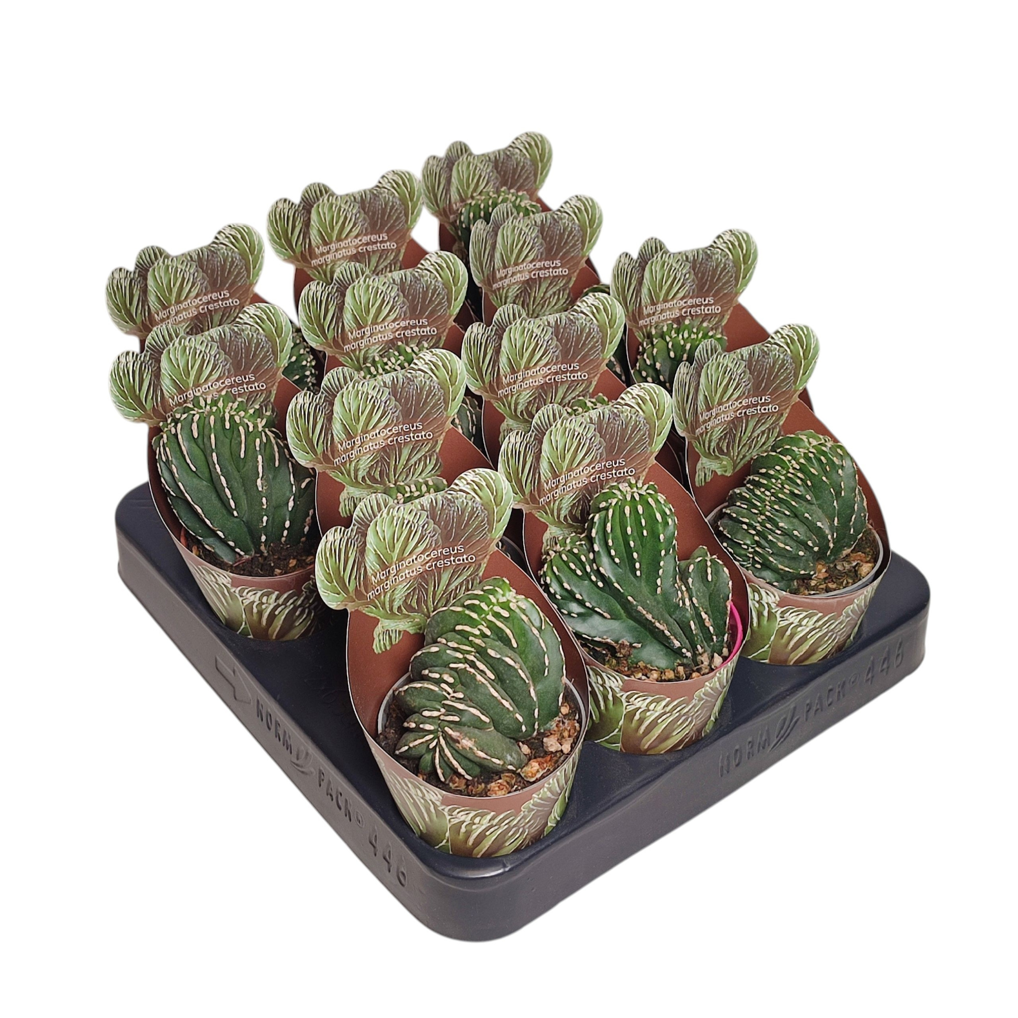 MARGINATOCEREUS MARGINATUS CRESTATO - POT Ø 6,5 SHAPED POT COVER (CACTUS), D 6,5 cm