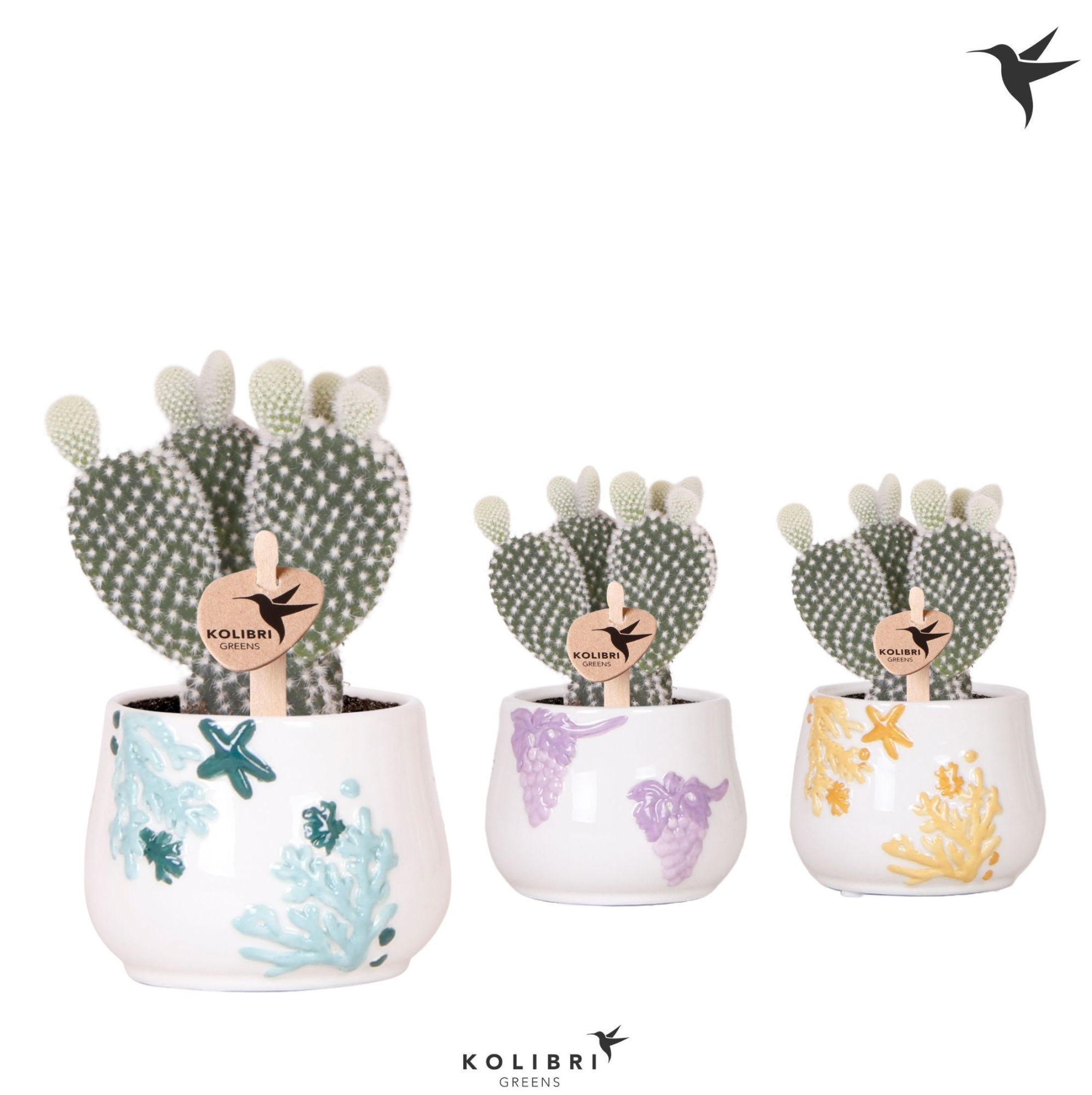 Kolibri Greens Opuntia white in Coral pot mix, D 6 cm